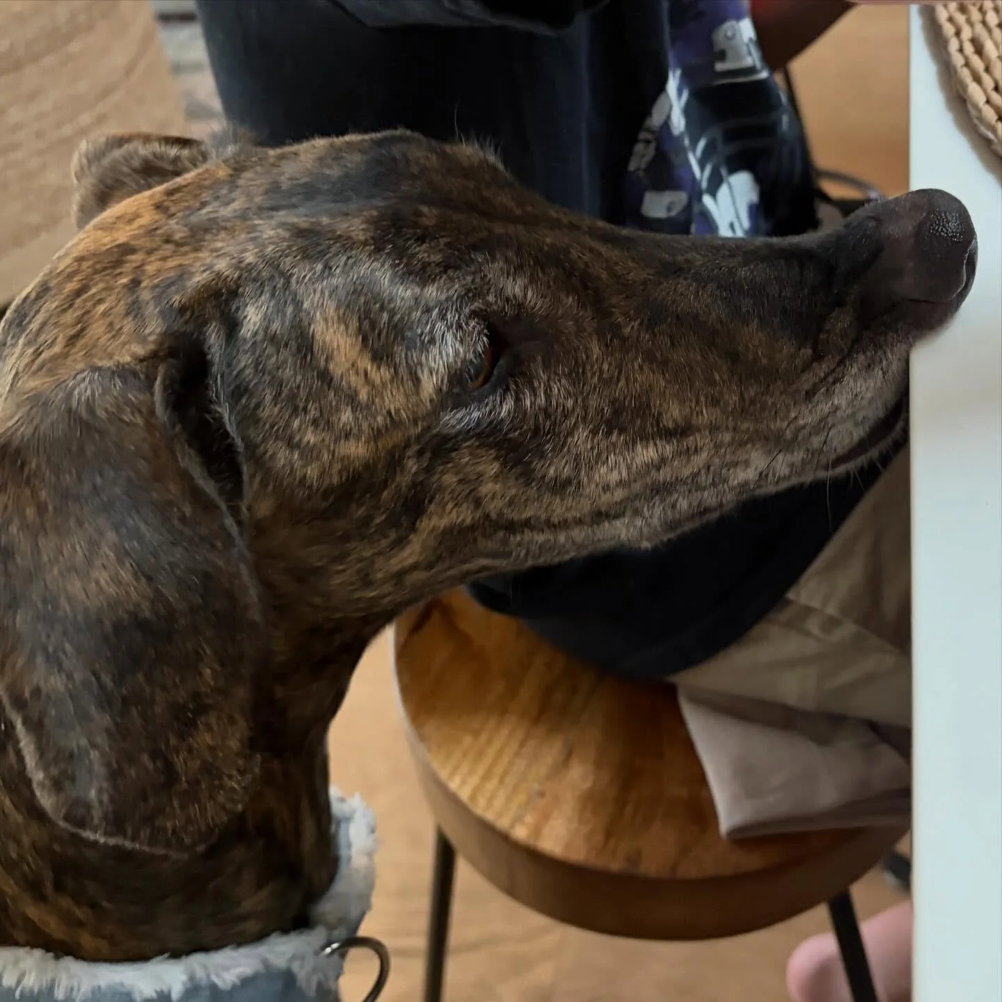 May your Monday be as relaxed (and physics-defying) as Nacho&rsquo;s snoot.