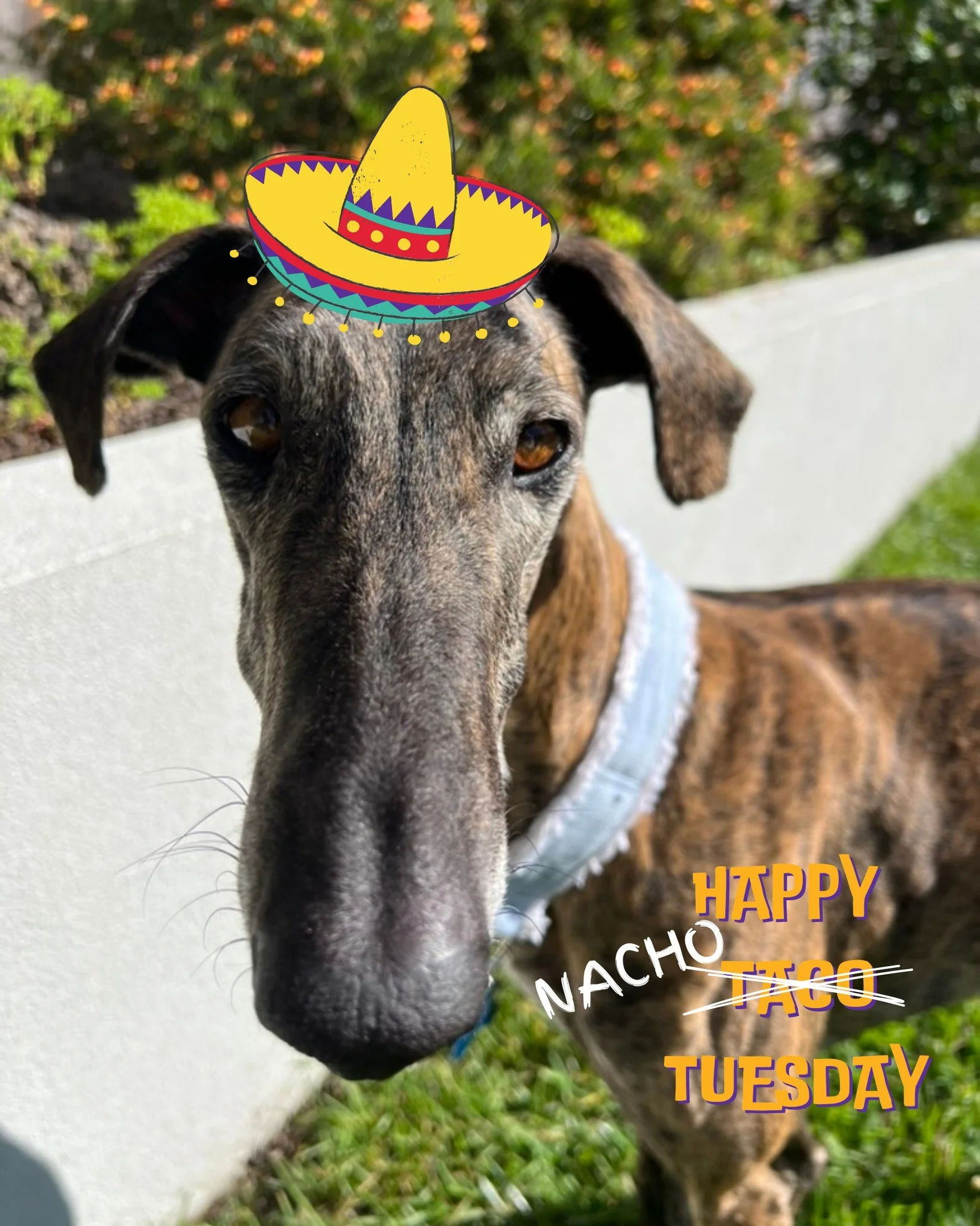 It's Nacho average Taco Tuesday. 🌮 Happy Cinco de Mayo!