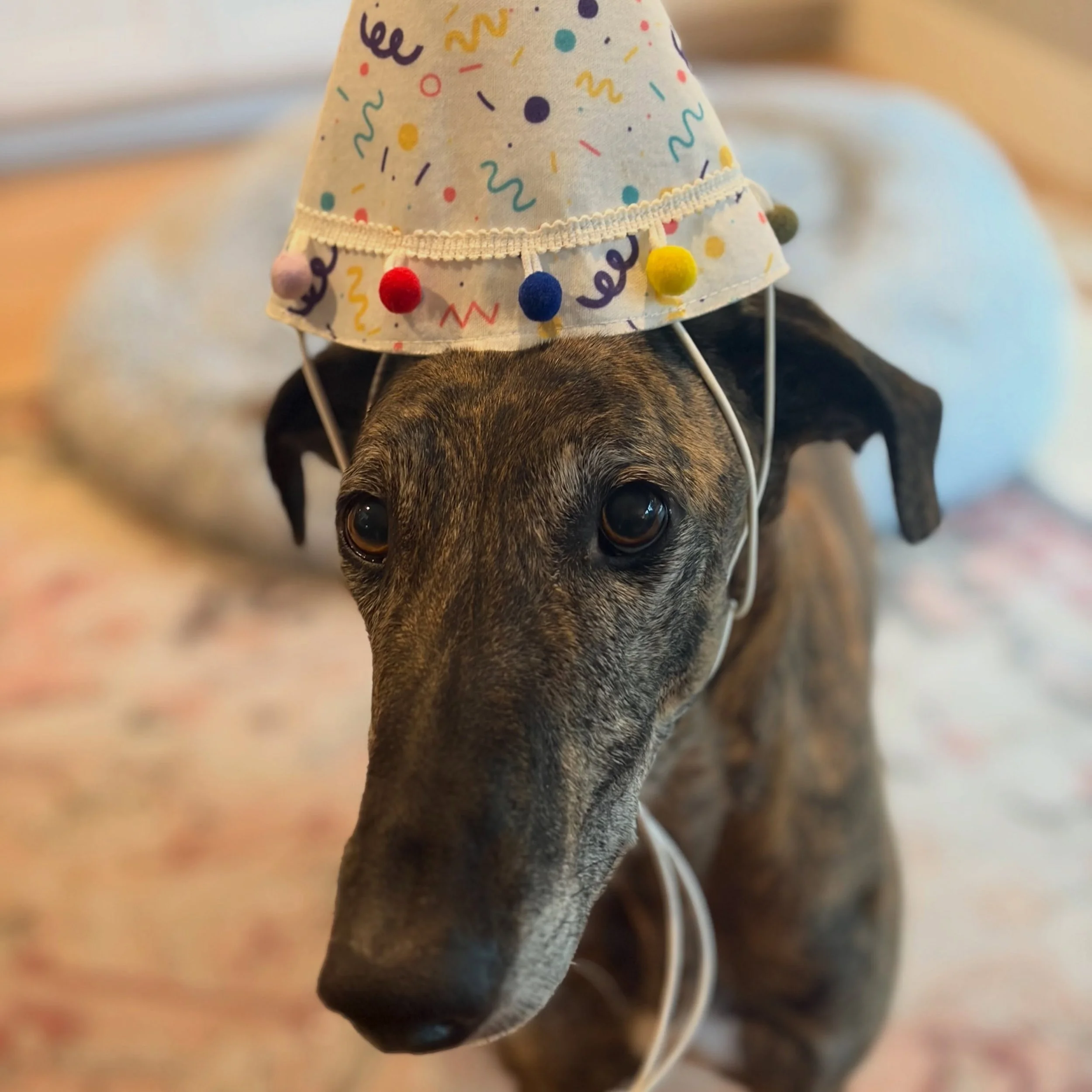 Nacho turned 5 yesterday and we treated him like the royal noodle pony that he is: custom birthday cookie, a round of dog &ldquo;beer&rdquo; (bone broth, he doesn&rsquo;t need to know it&rsquo;s non-alcoholic), and a new bone, mostly so he has someth