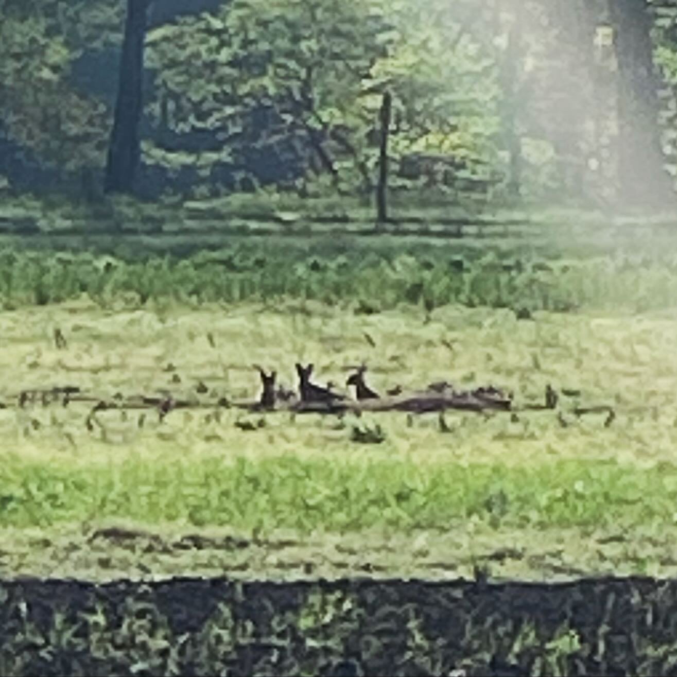 3 Fox babies in last year's kale field @willowwisporganicfarm