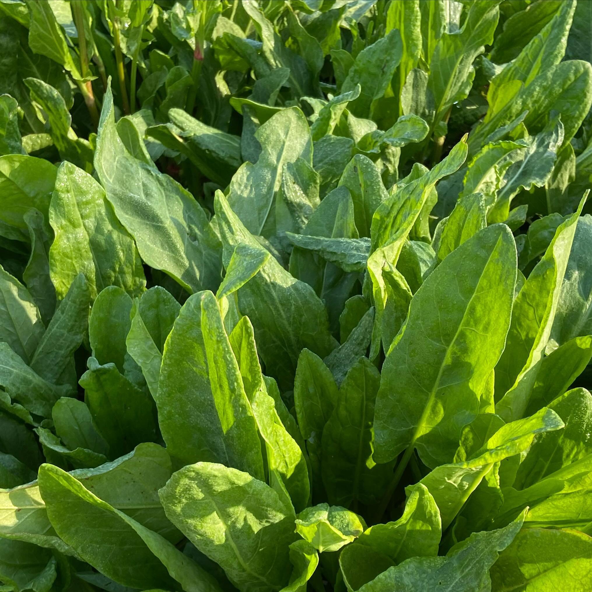 Spring Sorrel in sauces soups and salads is sooooooooo sour and delicious!