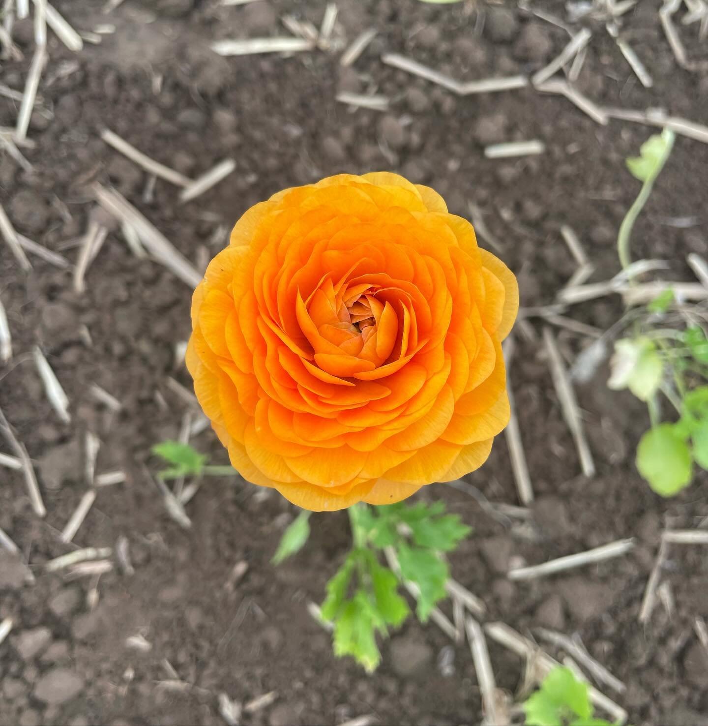 Ridiculous!🧡Oh, I mean Ranunculus. 

😌It&rsquo;s always so gratifying to see the first pop of color in the flower beds!