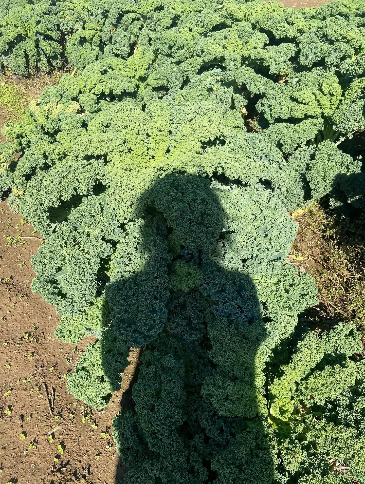 Shadow in kale.