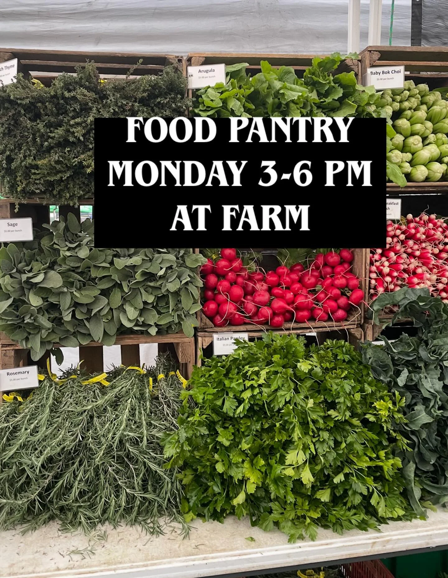 Addressing Food Insecurity in the Community
Willow Wisp Organic Farm will offer a
FRESH VEGETABLE FOOD PANTRY 
Monday, November 24 from 3:00 PM to 6:00 PM at Willow Wisp Organic Farm in Damascus, PA

Damascus, PA&mdash; On Monday, November 24th from 