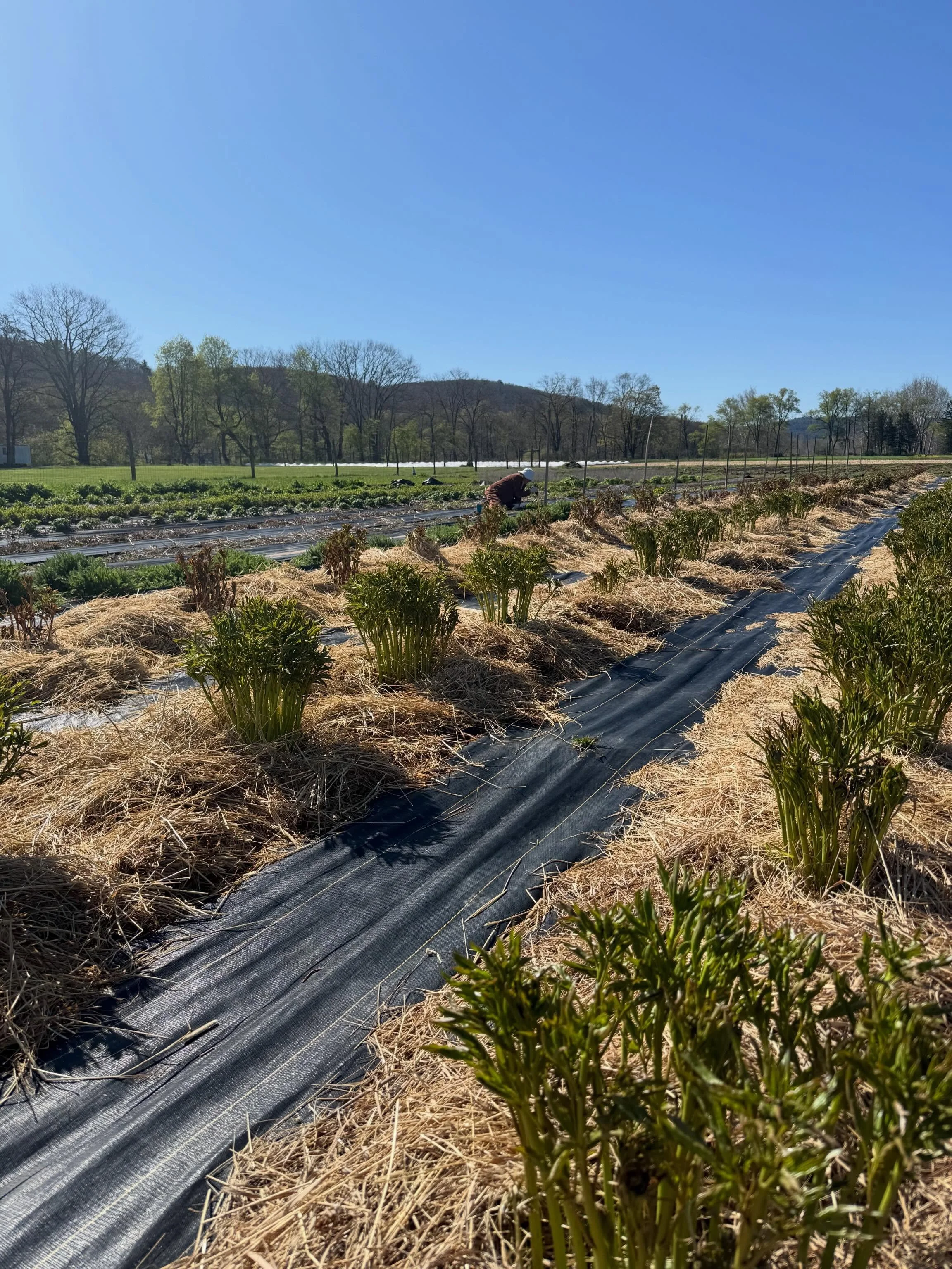 👀Where&rsquo;s the perFARMer?
There she is!
@tanniskowalchuk weeding the Asclepius @willowwisporganicfarm