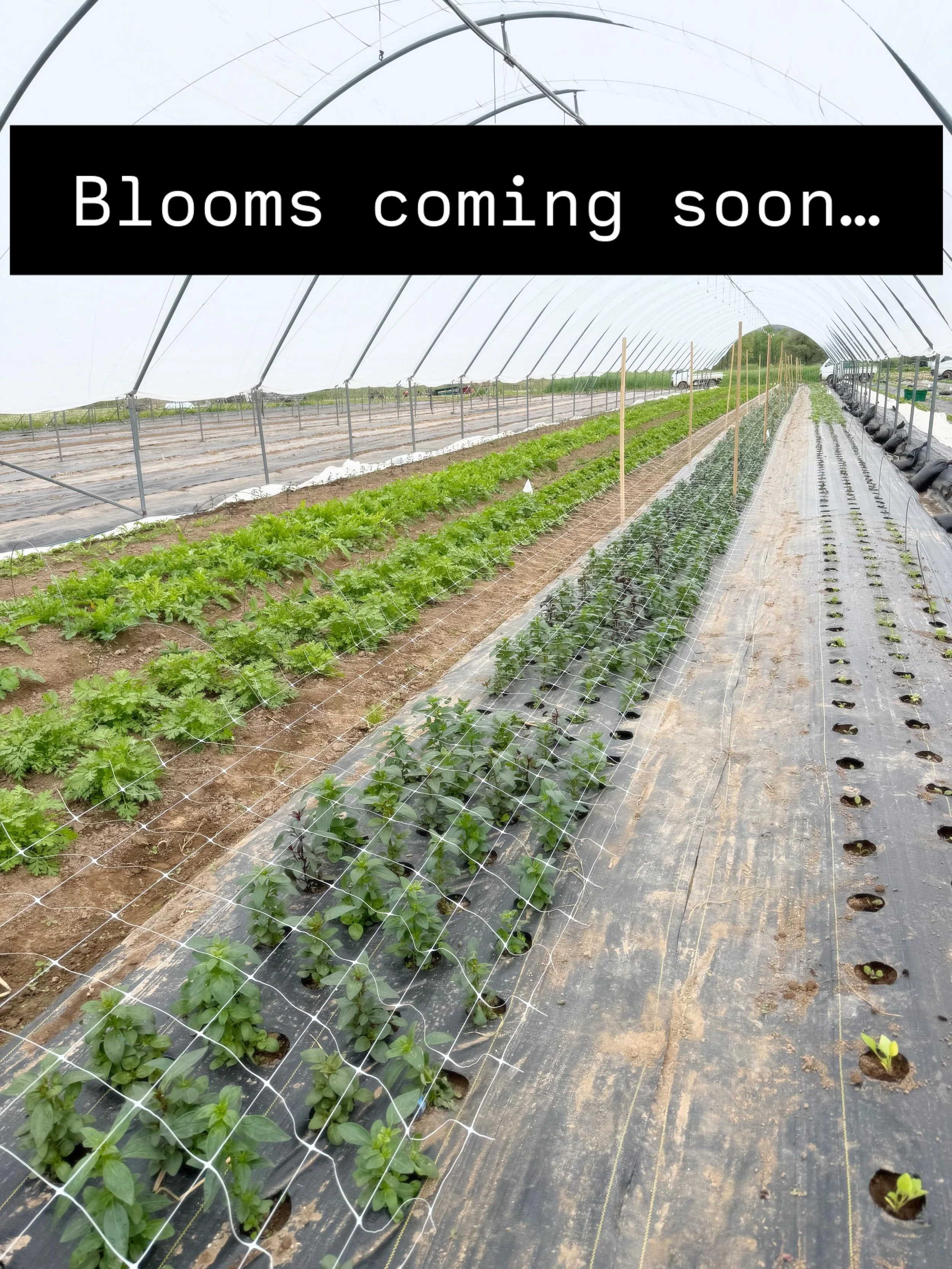 These hand seeded &amp; sown flower babes are comfy, cozy in our hoop house getting ready to bloom!💐Coming soon to a bouquet near you! 

Snap Dragon, Delphinium, Matricaria, Poppy, Calendula, Eucalyptus, Larkspur&hellip;oh my!
