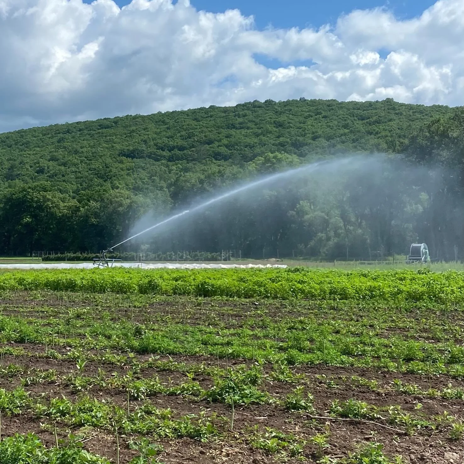 Did you know our farm irrigates from the mighty Delaware? Today I took a shower in the river water, along with the sunchoke plants.