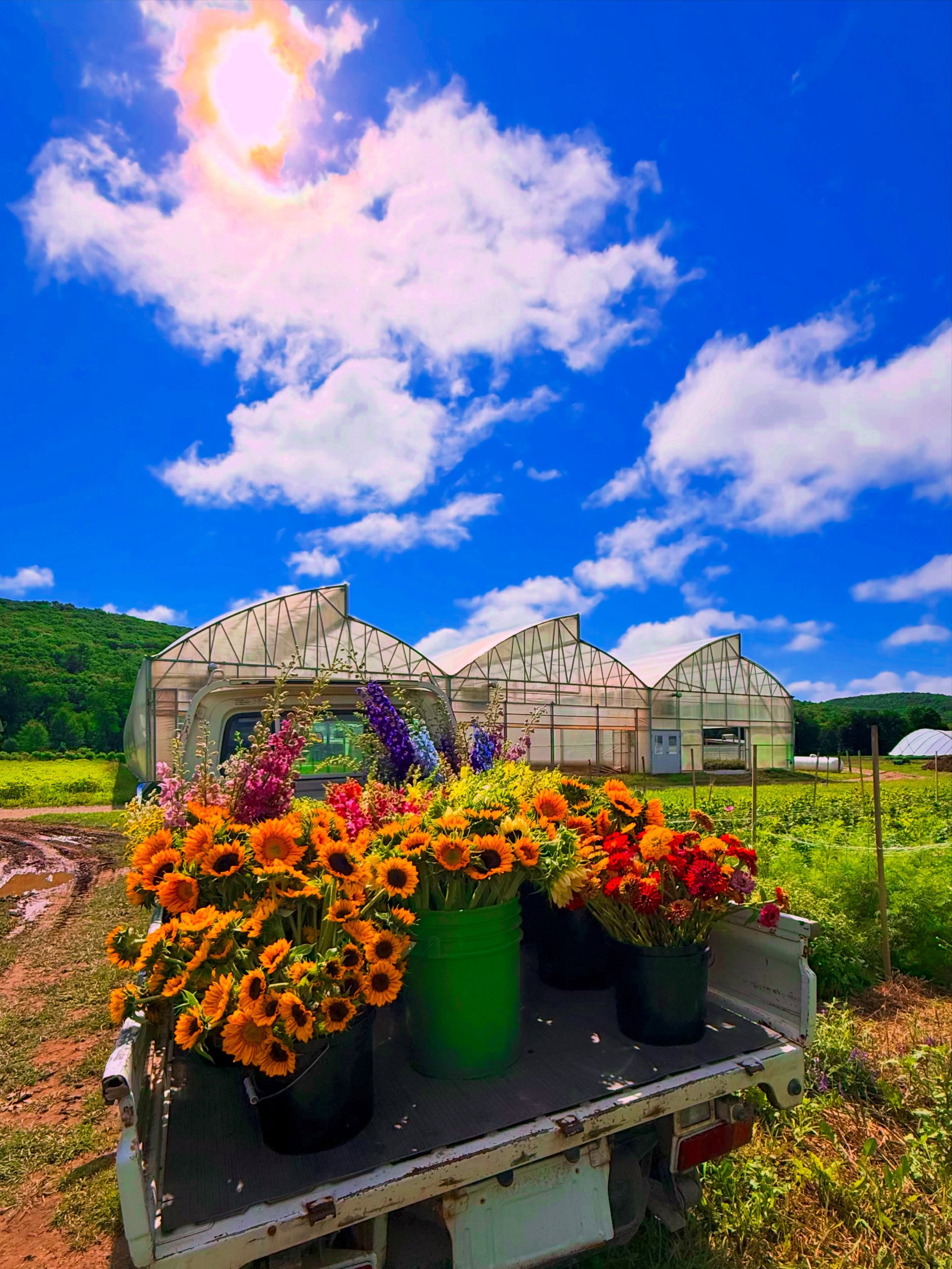 ☀️It is indeed a good morning @willowwisporganicfarm