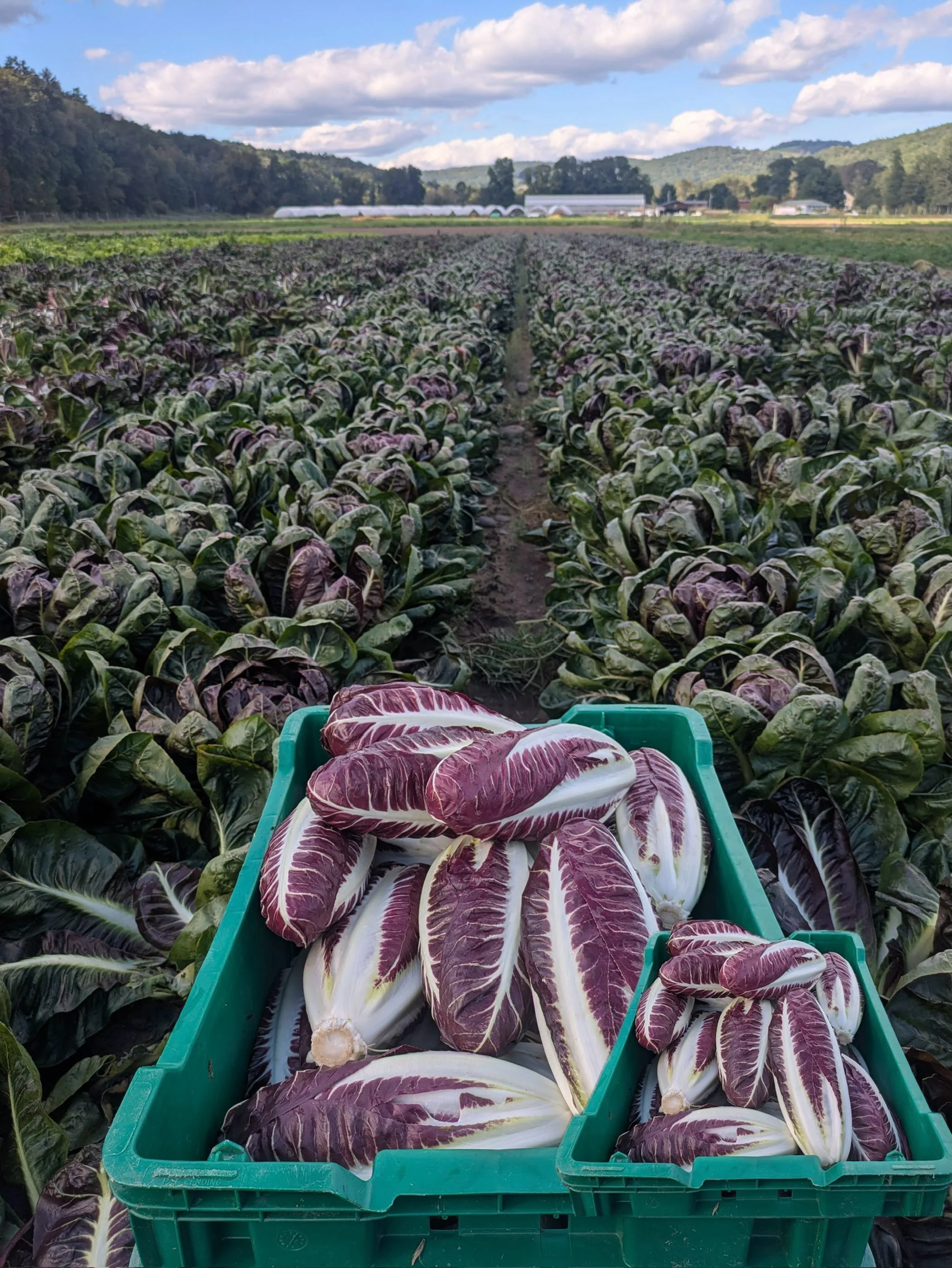 Love this farm art. Photo taken by Willow Wisp  farmer @jbachman01 who tends these radicchio fields daily and captured an incredible  view of his work.