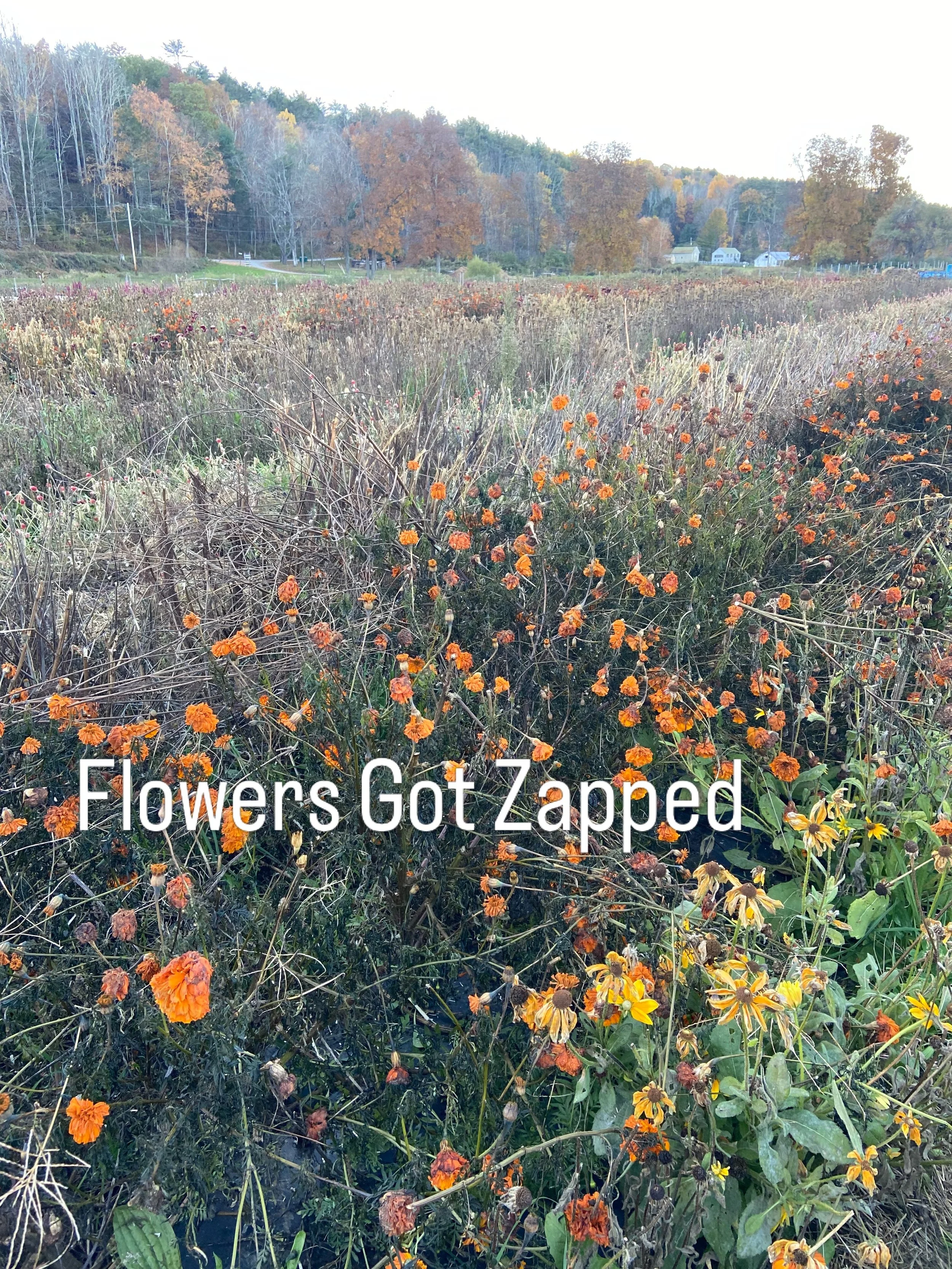 Well the flower field is falling asleep. The frost Saturday night closed the curtain on flower production 2026. Hope you enjoyed the flower cut and design classes this season. All good things.....