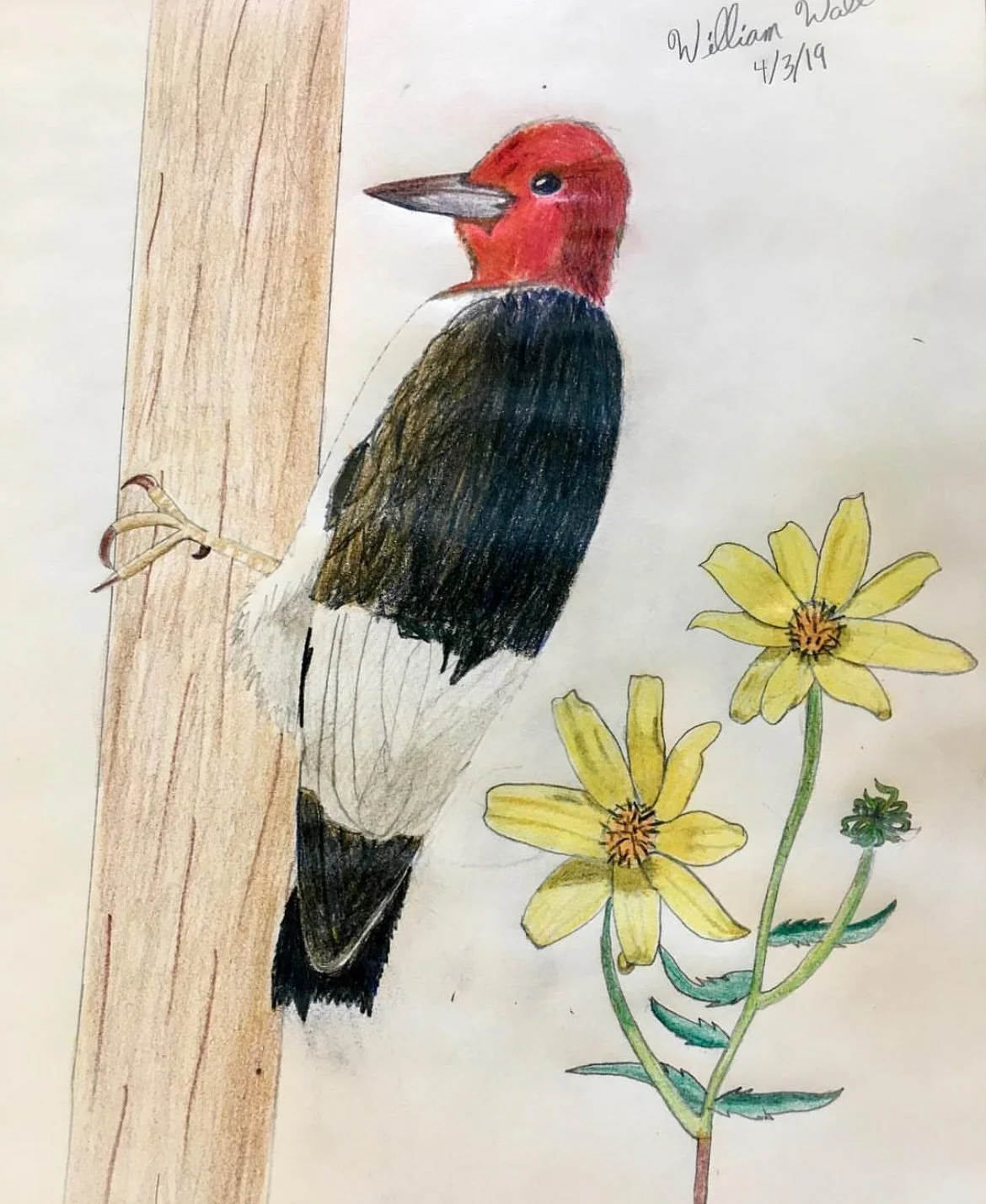 Art student: William Wall, age 11