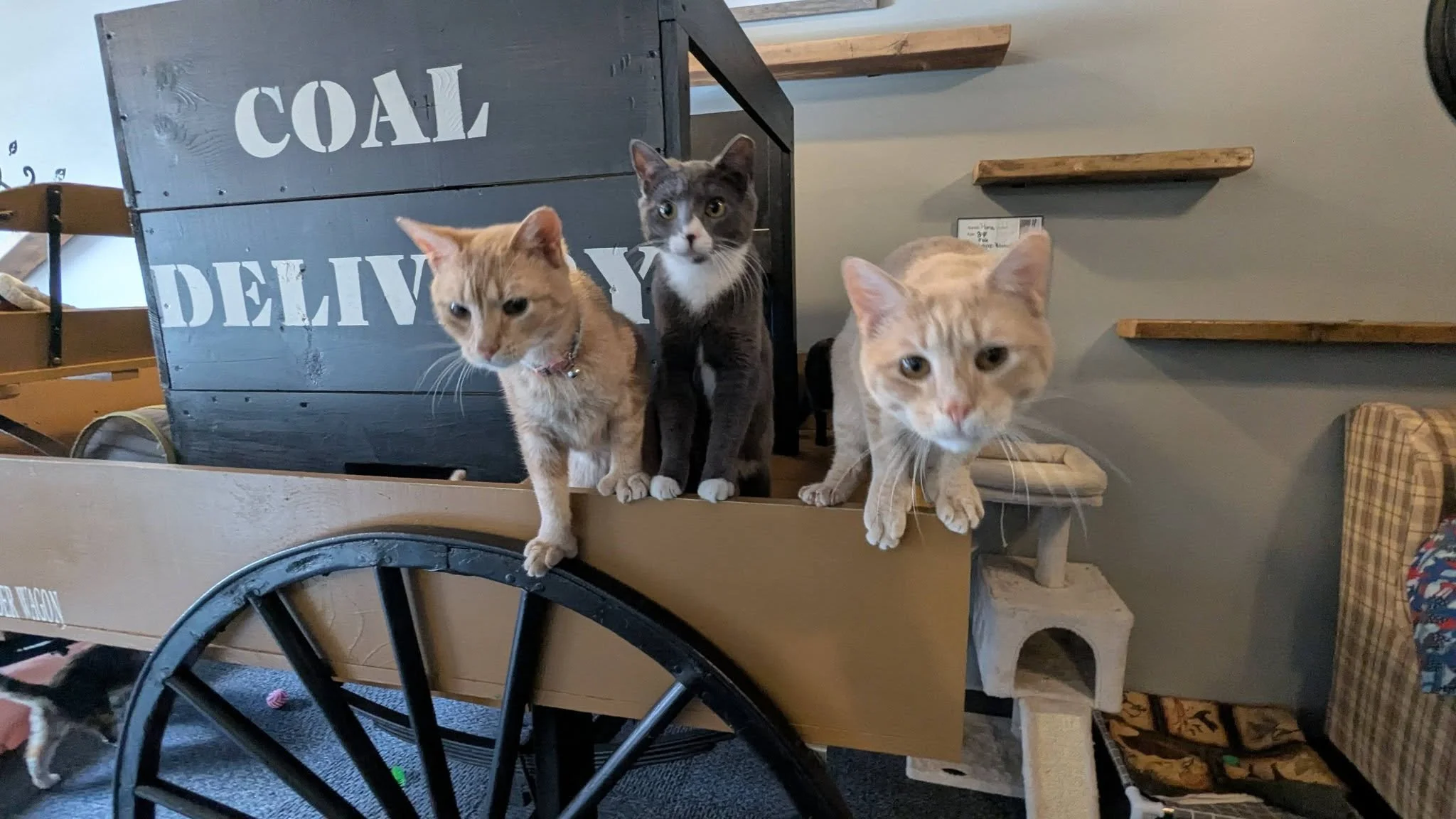 Coal Cats Cafe