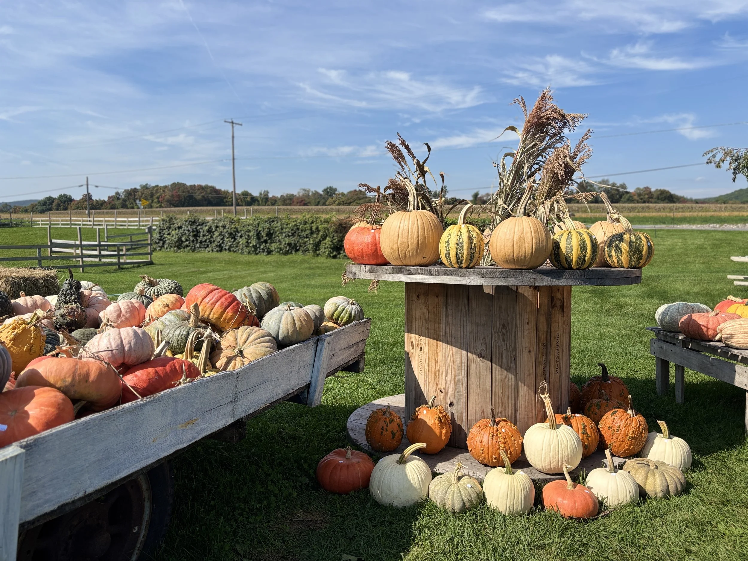 J &amp; L Shafer Farm Pumpkins