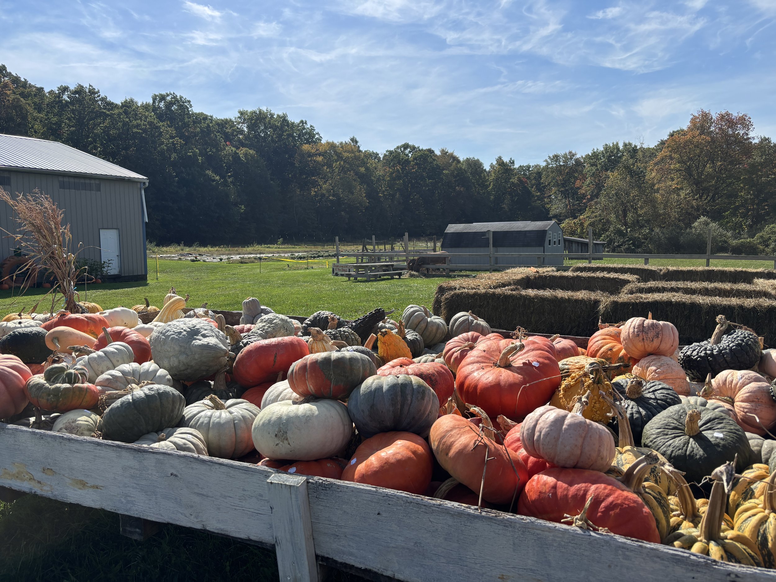 J &amp; L Shafer Farm Pumpkins