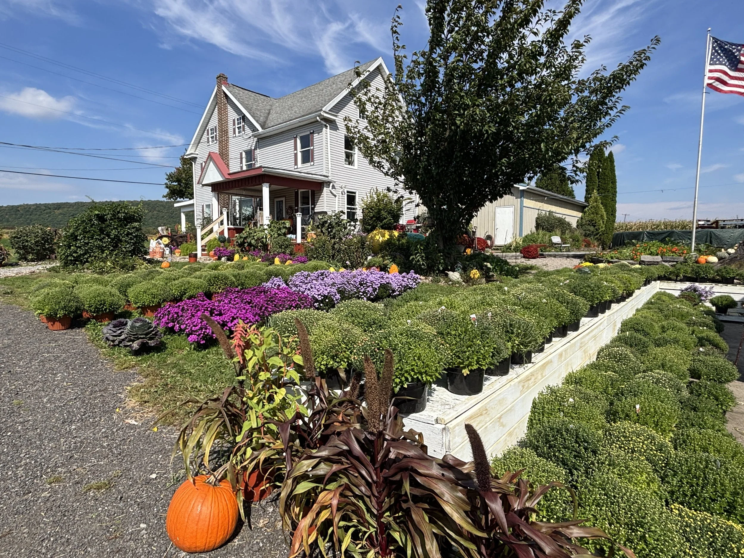 J &amp; L Shafer Farm Mums &amp; Decor
