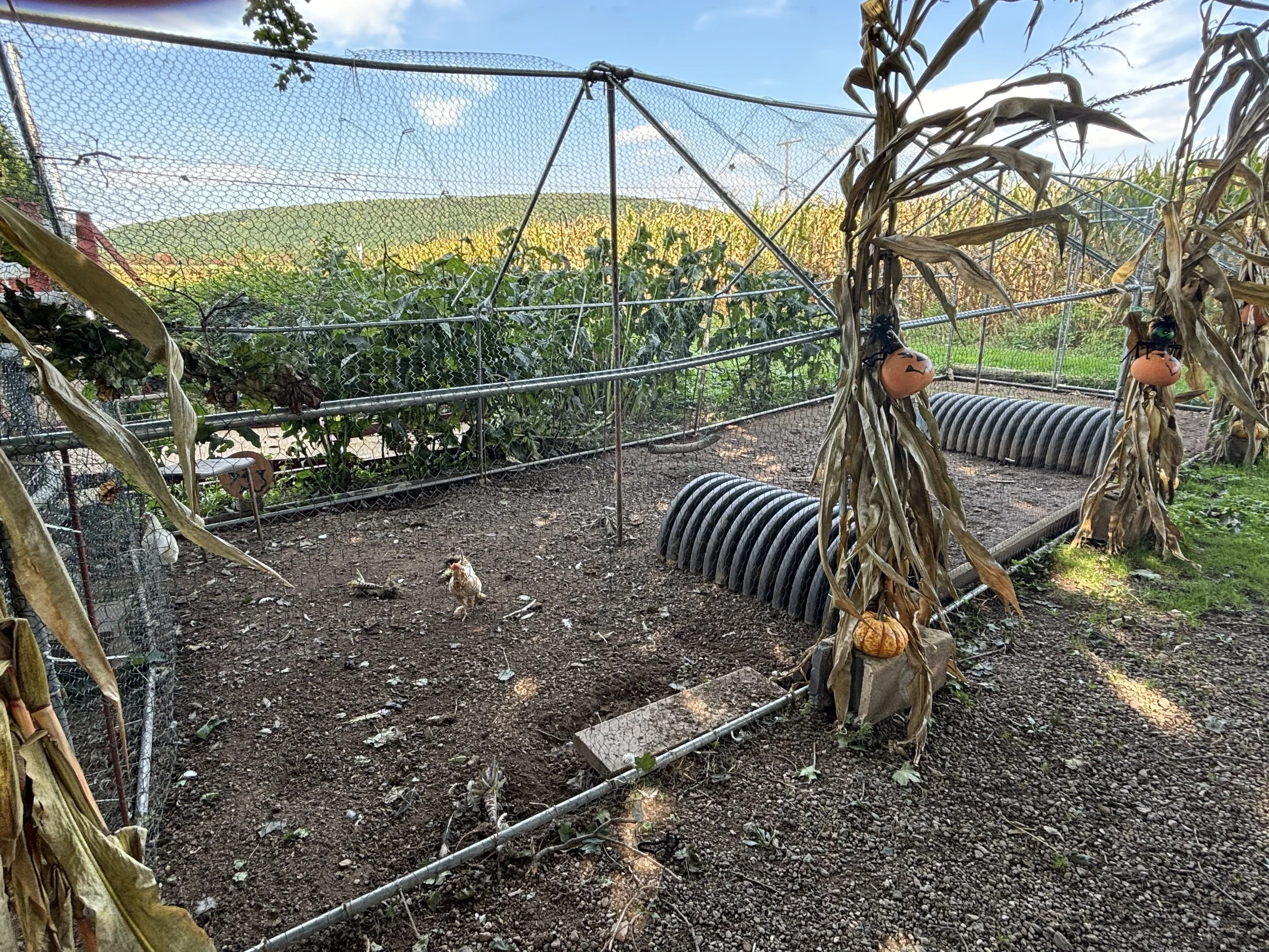 J &amp; L Shafer Farm Chickens