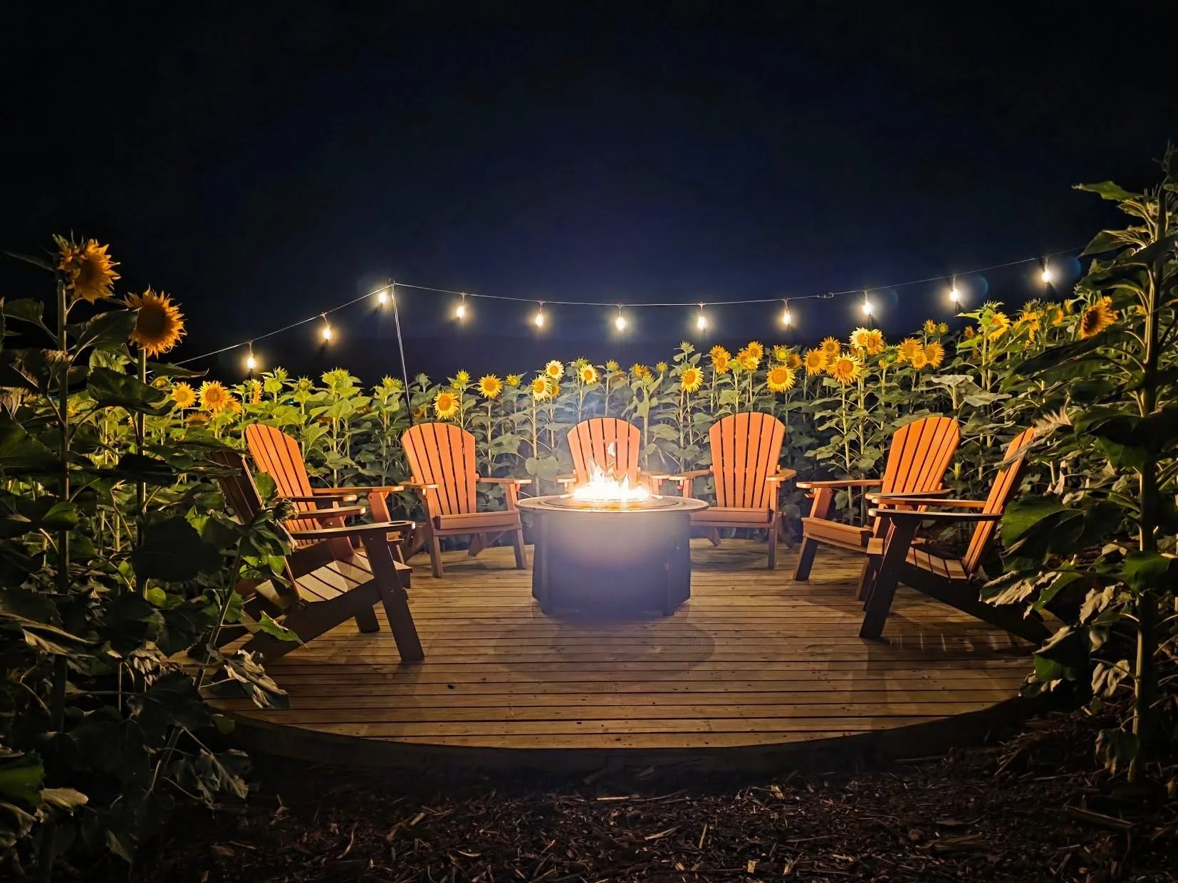 Fire pit at night surrounded by sunflowers at Heisler's Creamery