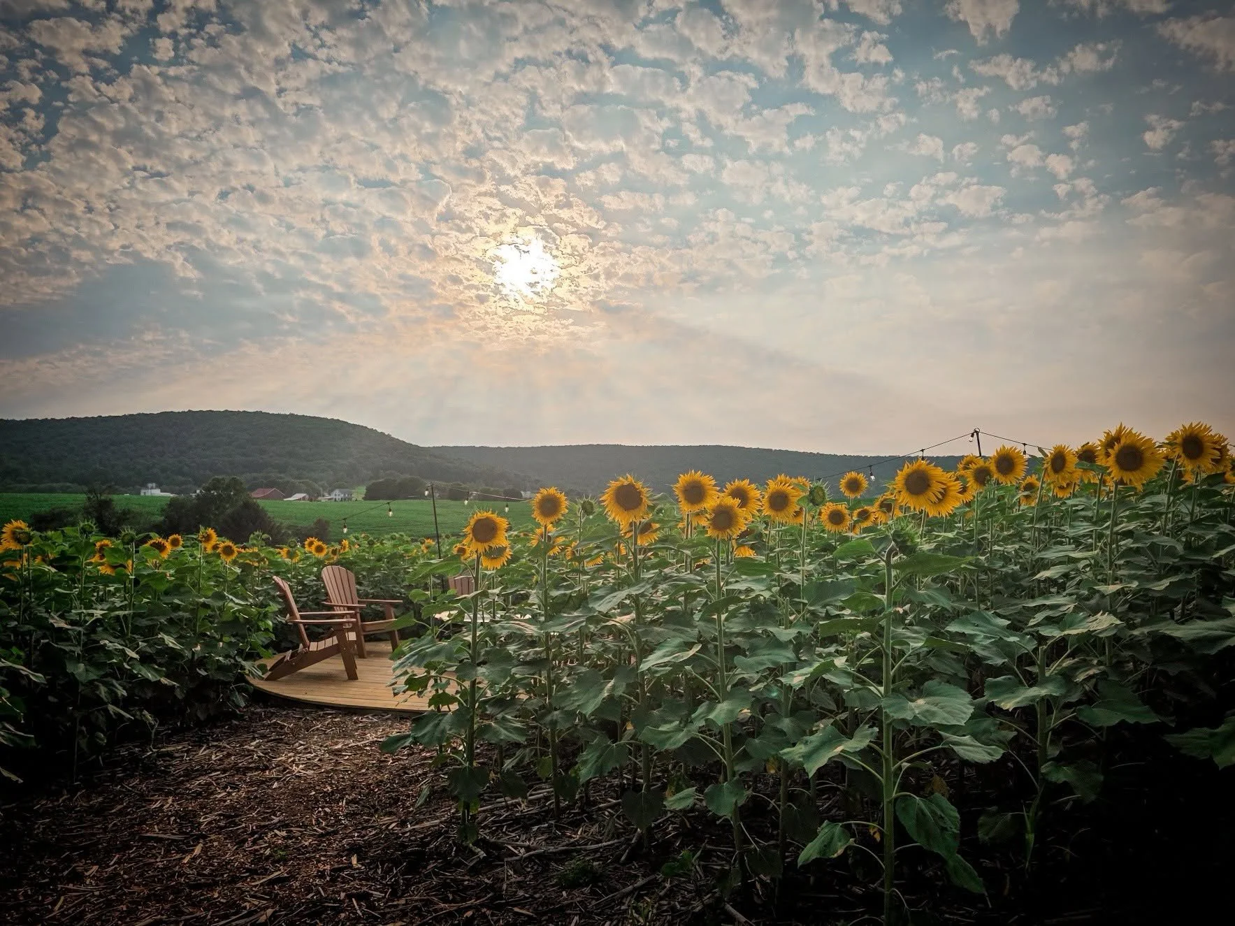 Summer sunflowers at Heisler's Creamery