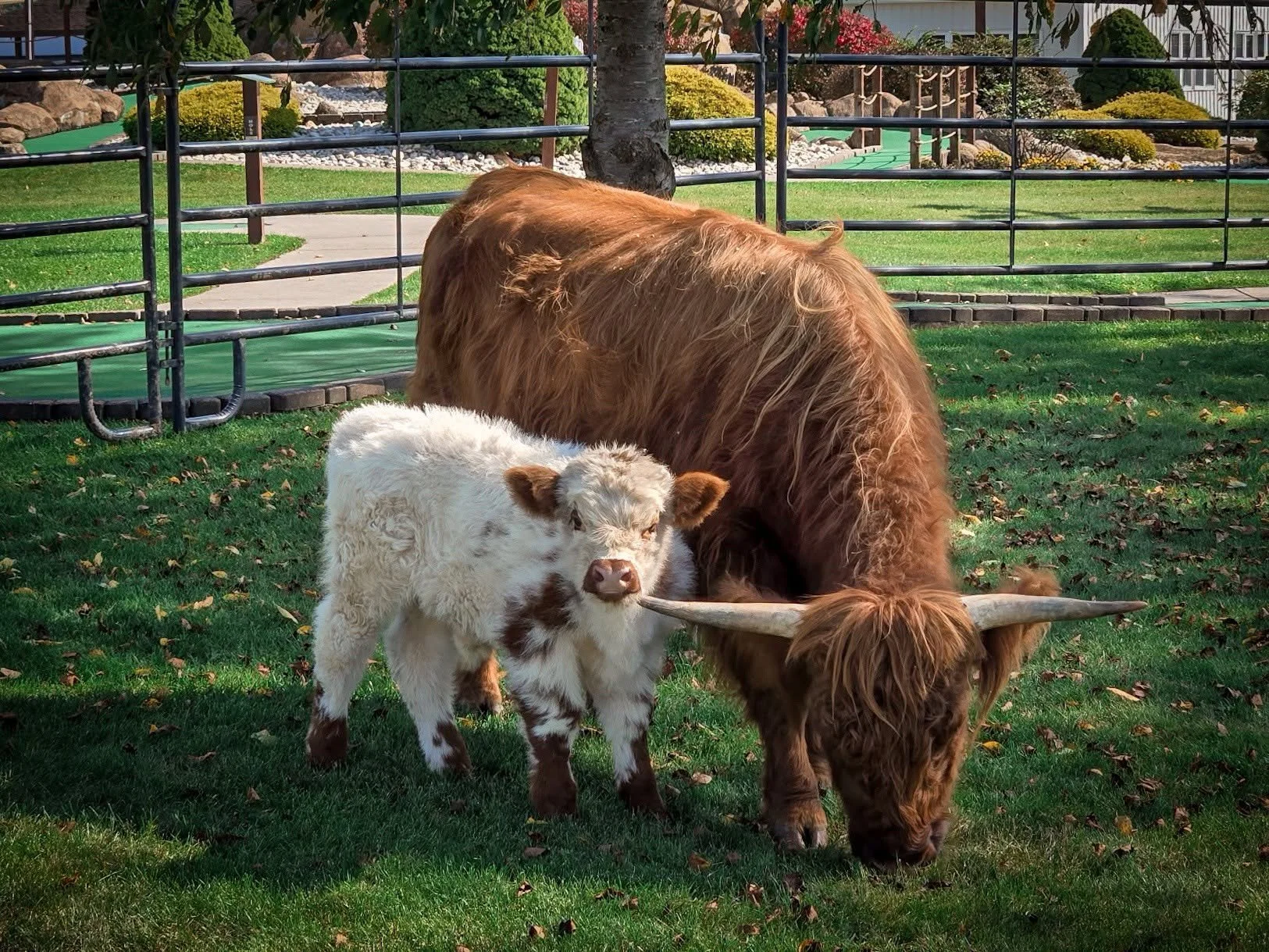 Special animal visitors on view at Heisler's Creamery