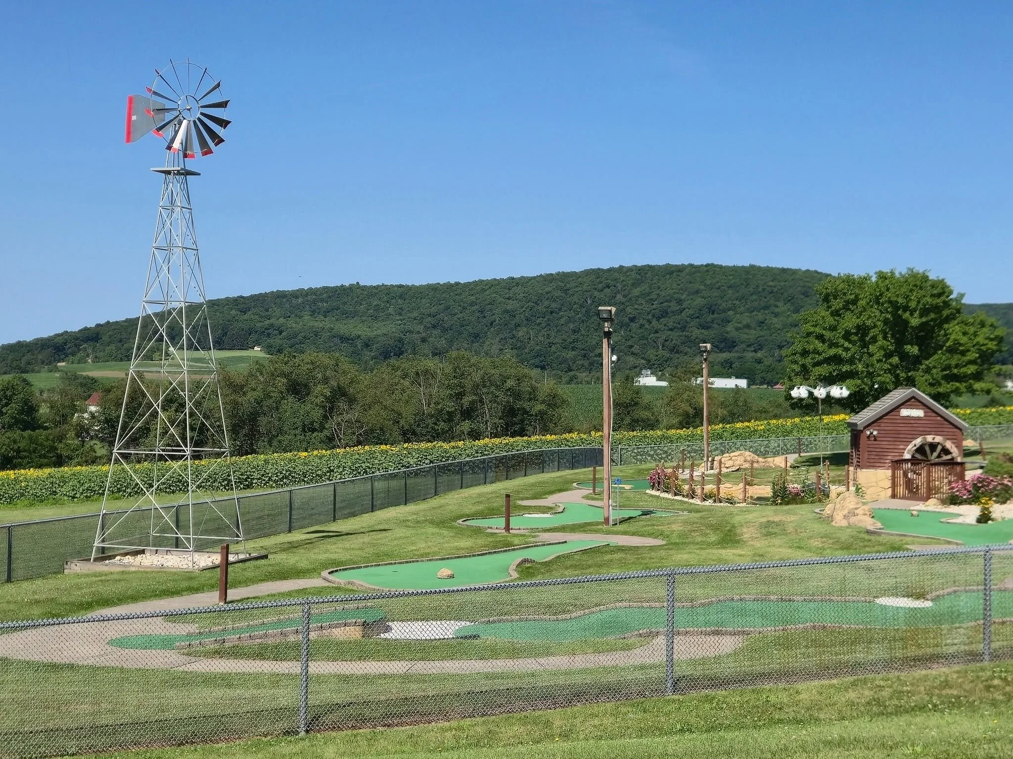 Mini-golf surrounded by sunflowers at Heisler's Creamery
