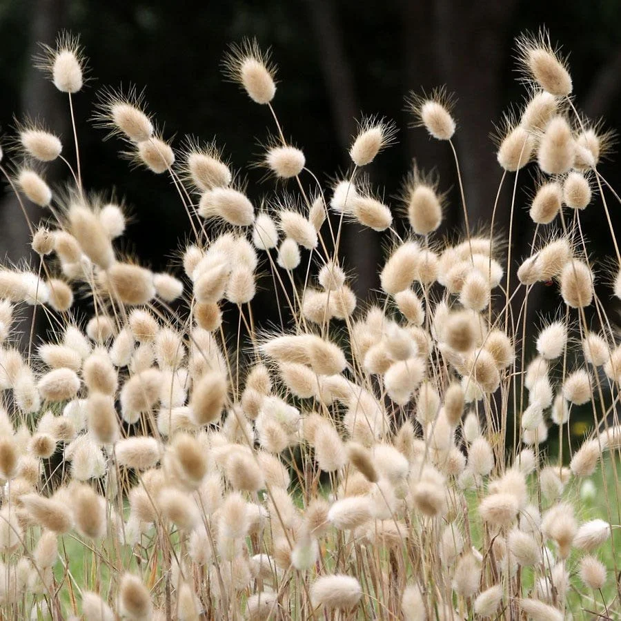 bunny tails.jpg