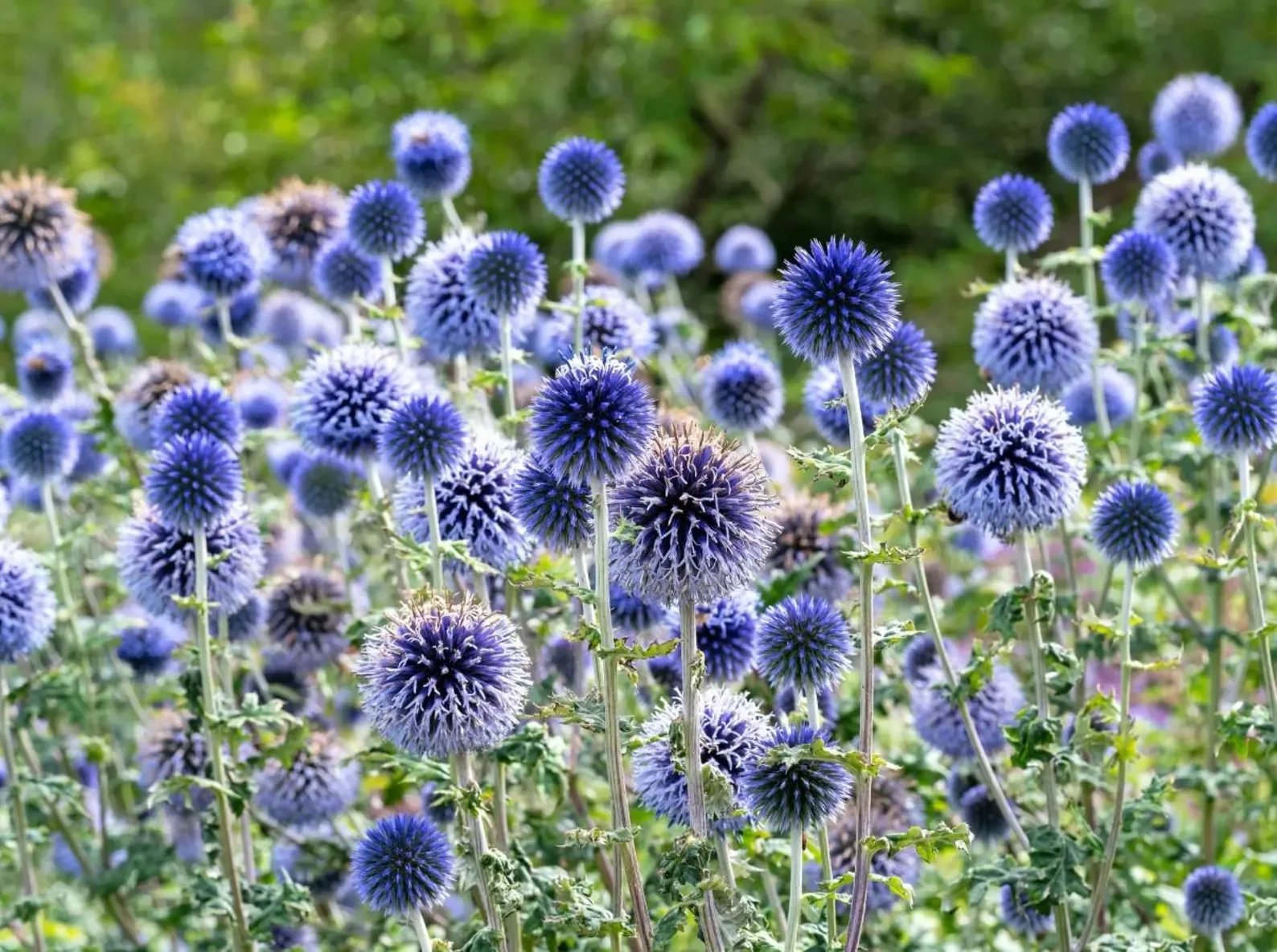 echinops.webp