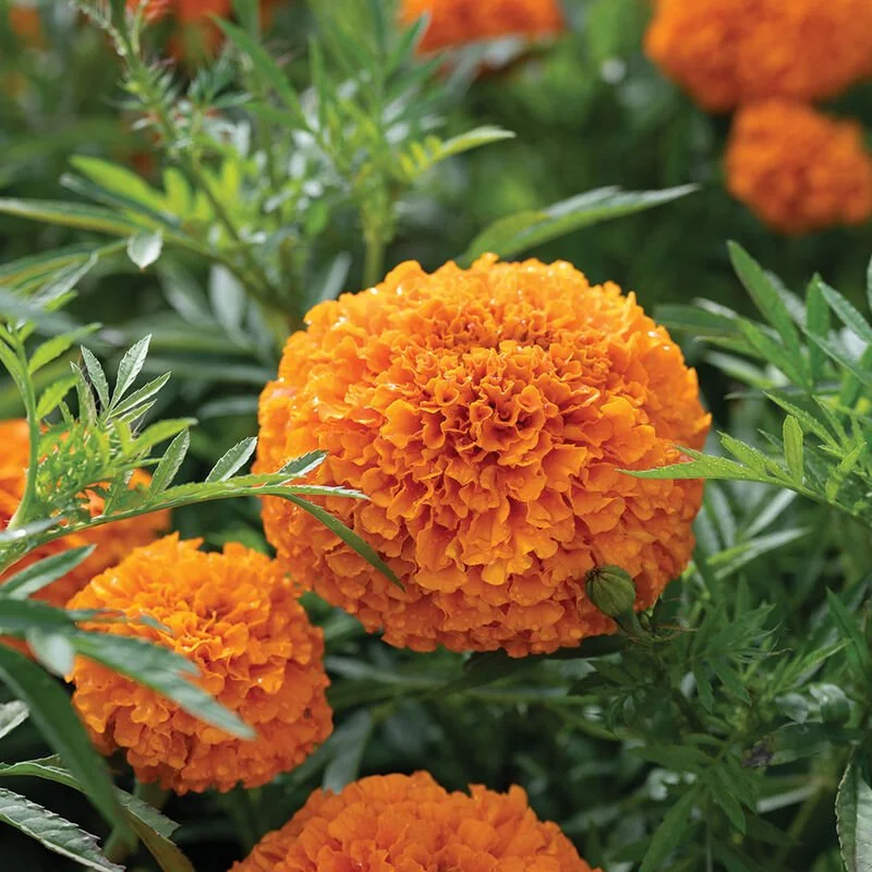 orange marigold.jpg
