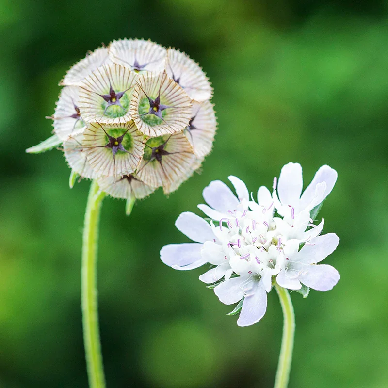 scabiosa-stellata-pingpong-drumstick-scabious_03.webp
