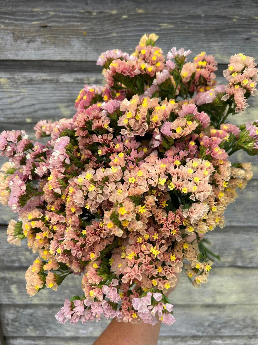 statice apricot.webp