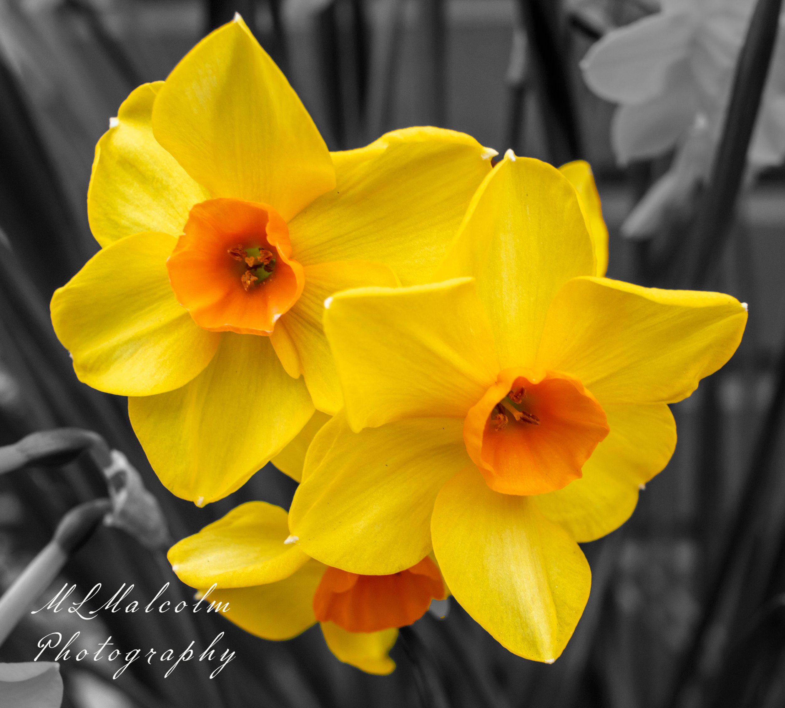 Daffodils B&W Background.jpg