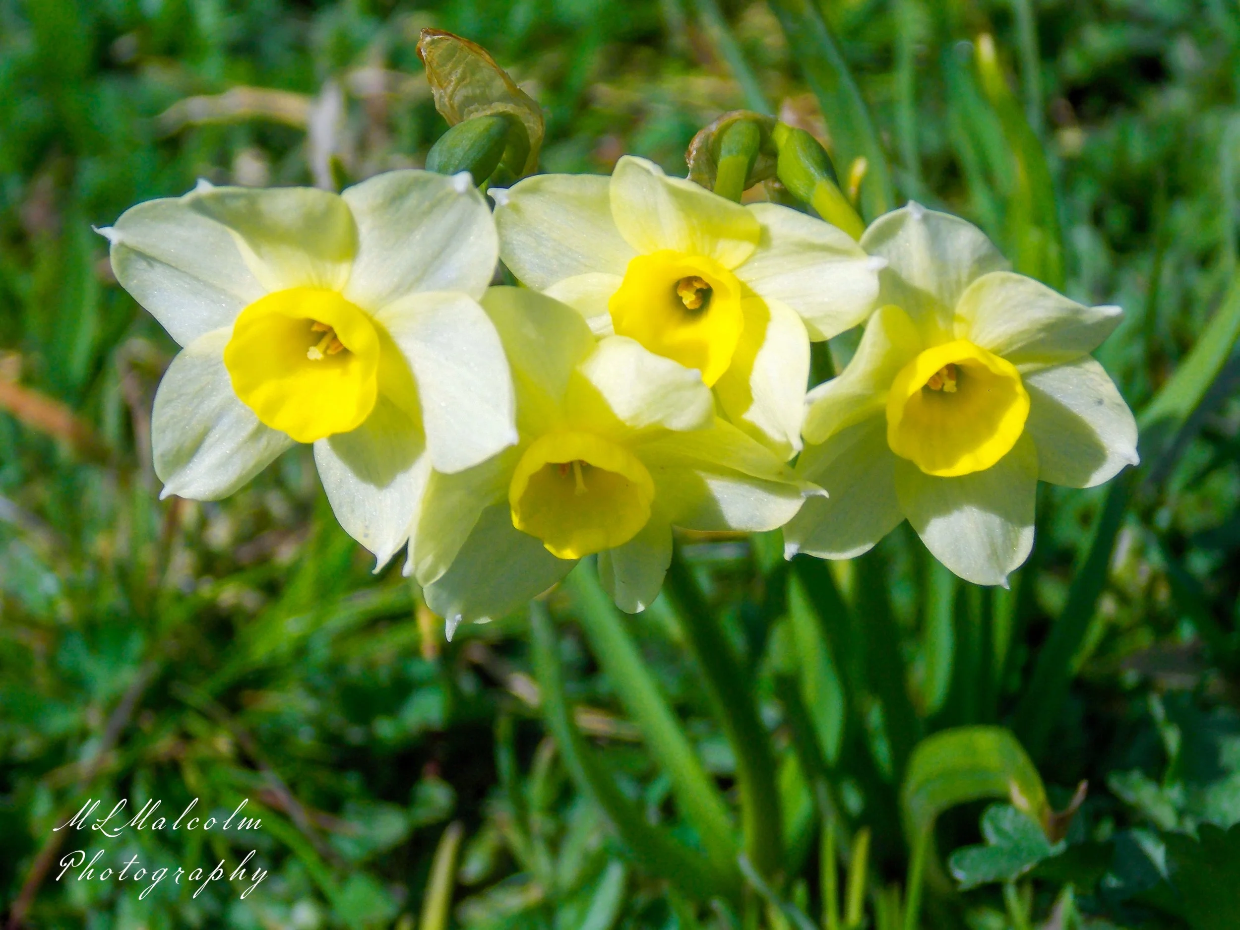 Four-Little-Daffodils.jpg