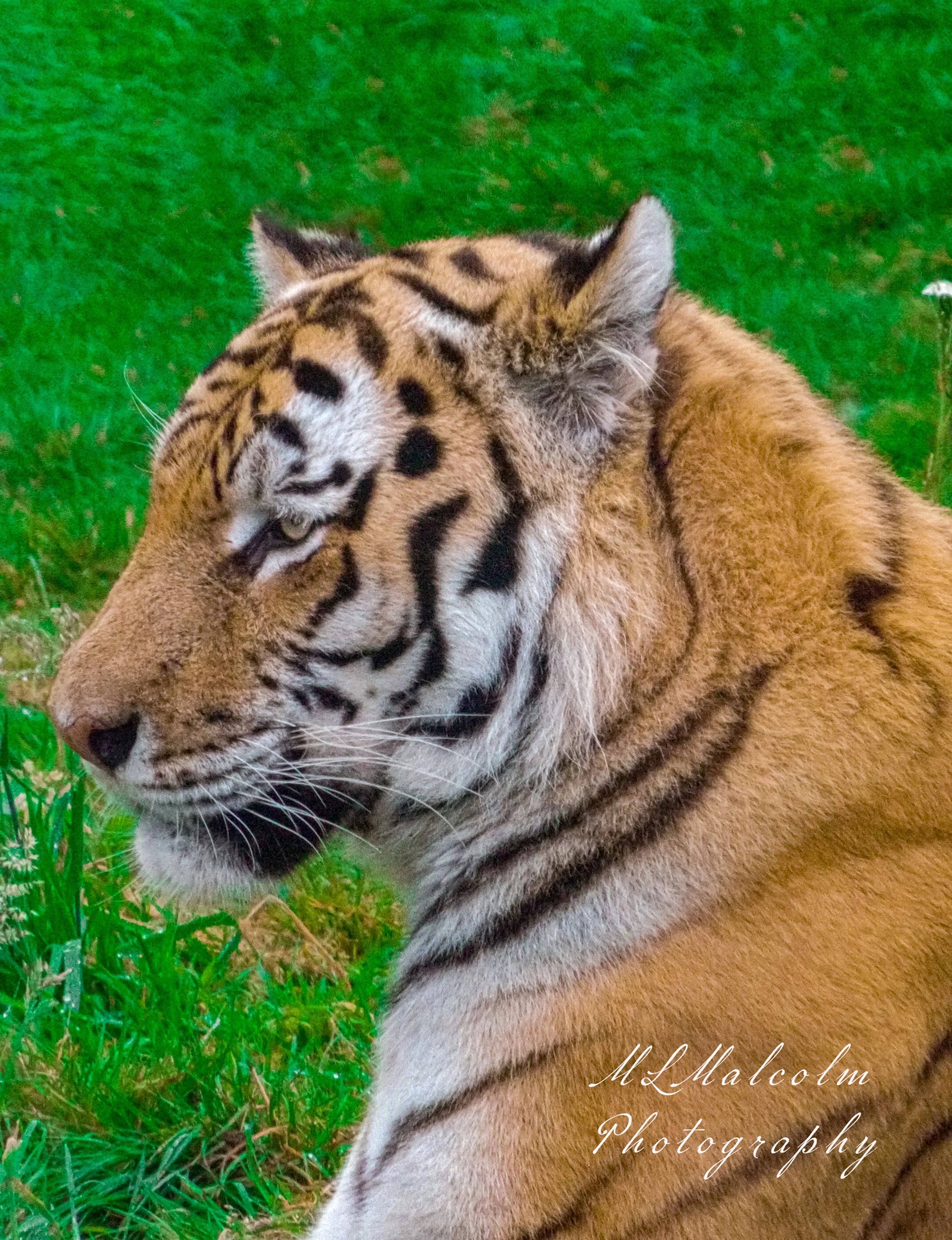 Tiger,-side-profile,-Kincraig-Wildlife-Park---with-Signature.jpg