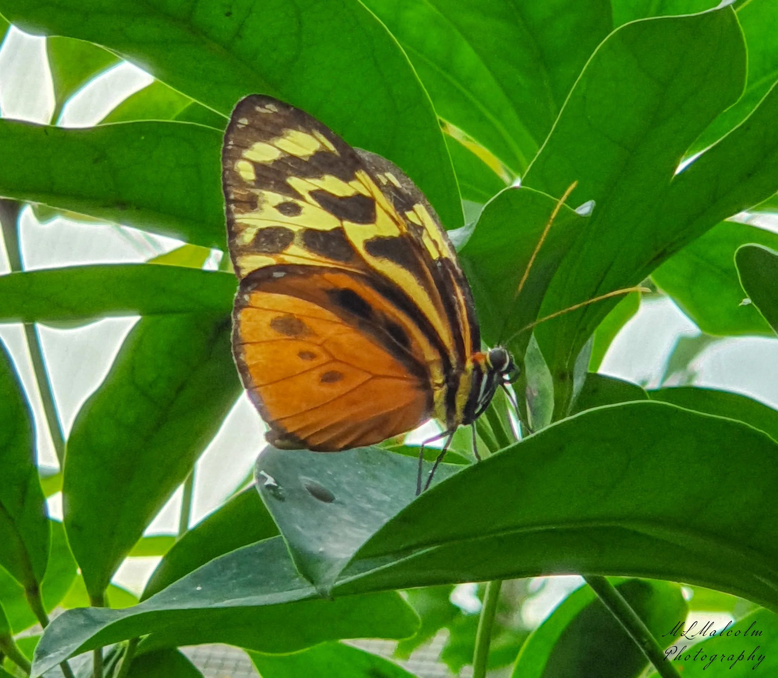 Butterfly w Signature.jpg