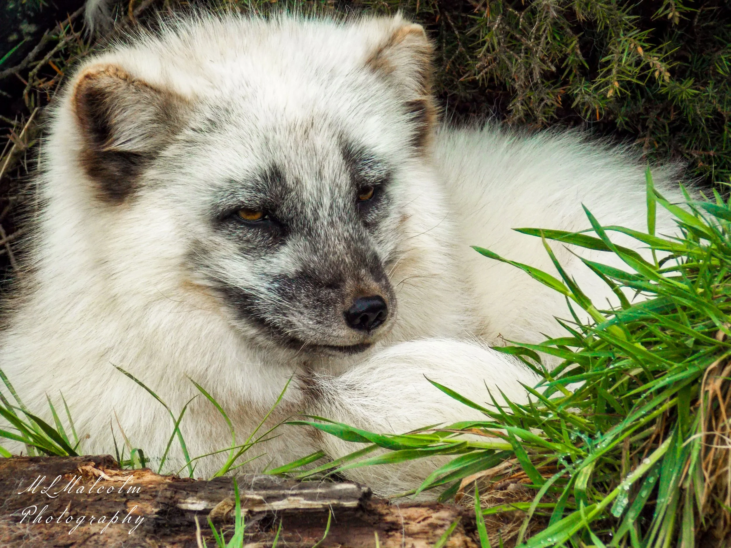 Artic-Fox-at-Kincraig-Wildlife-Park.jpg