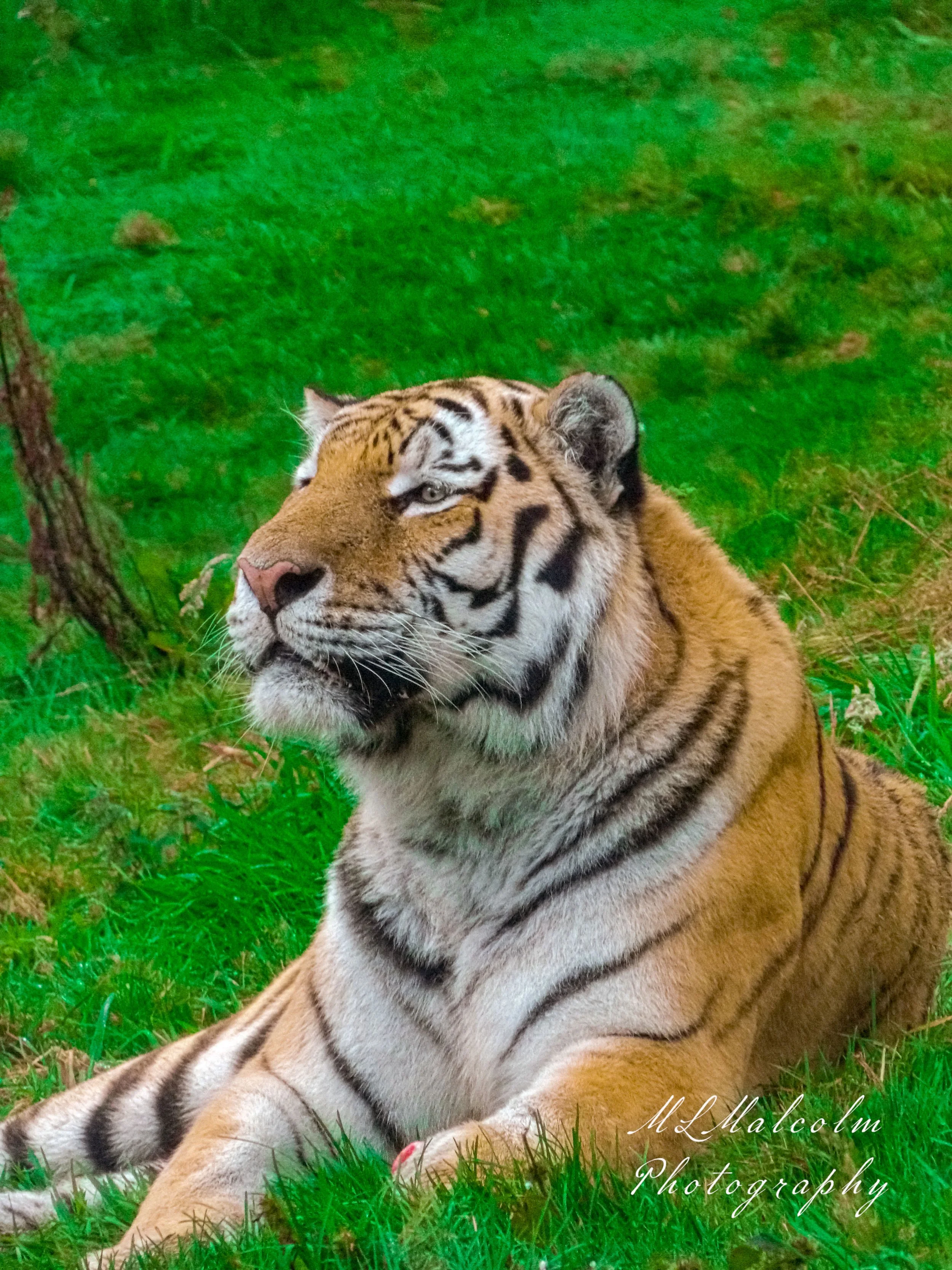 Tiger,-Face,-Kincraig-Wildlife-Park---with-Signature.jpg