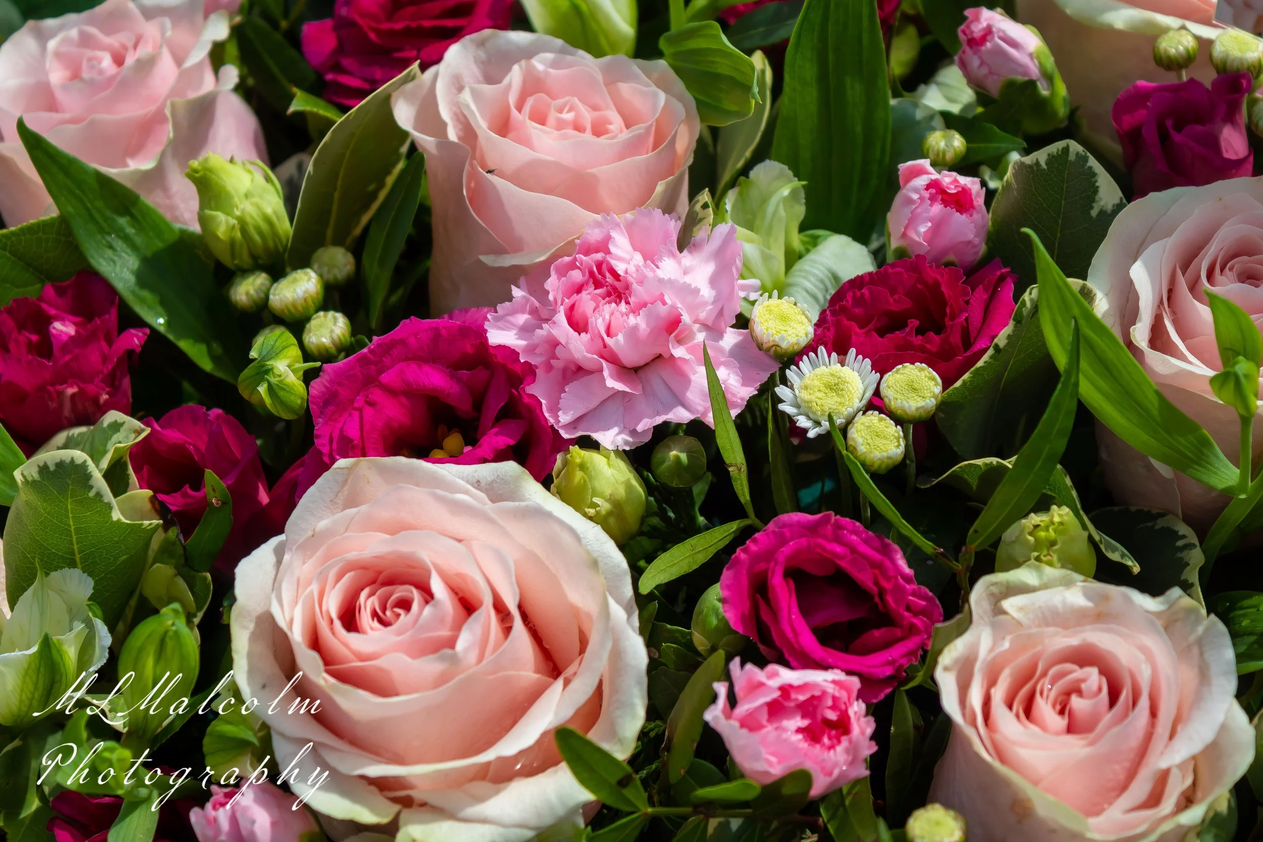 Pink-Roses-1.jpg