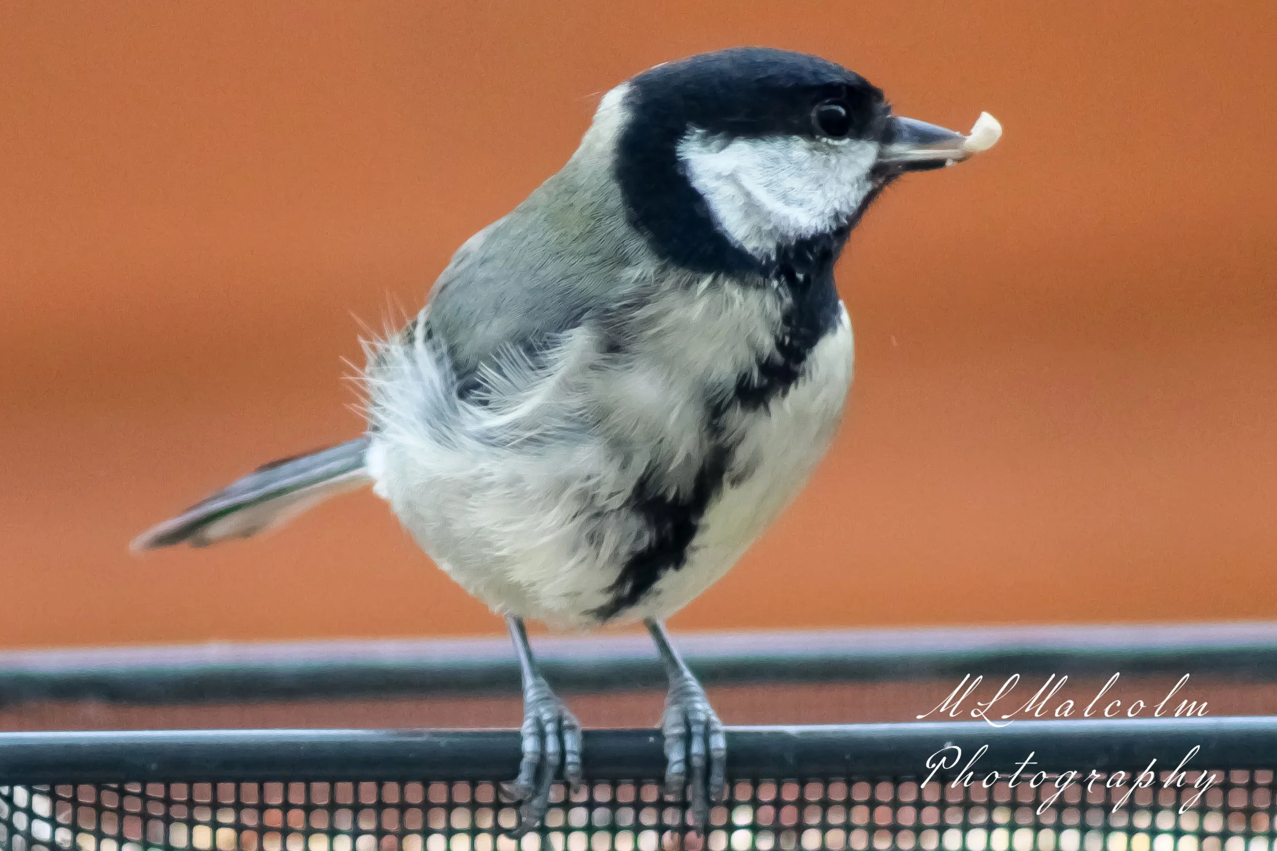 Great-Tit-1.jpg