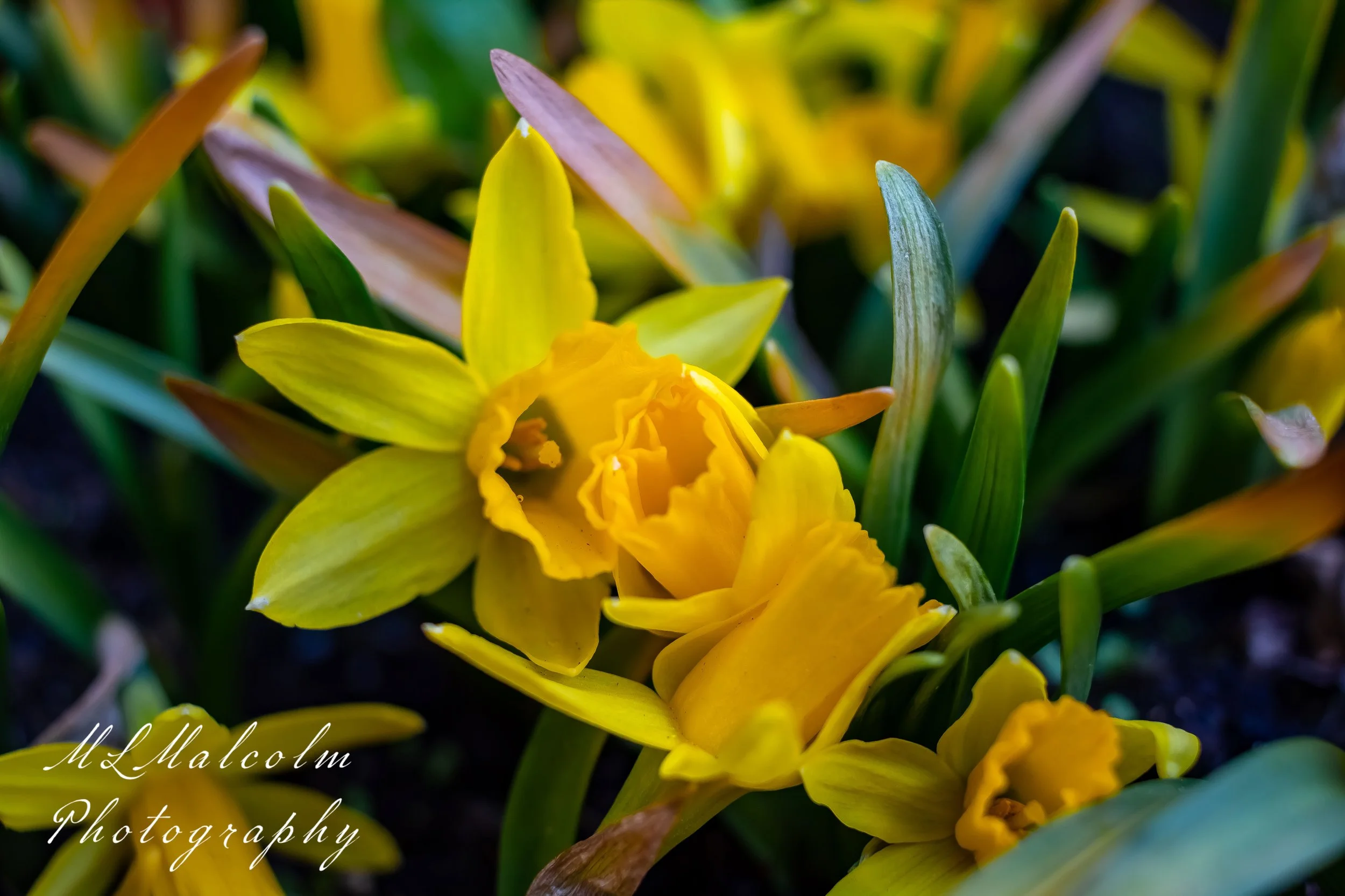 Daffodil-1.jpg