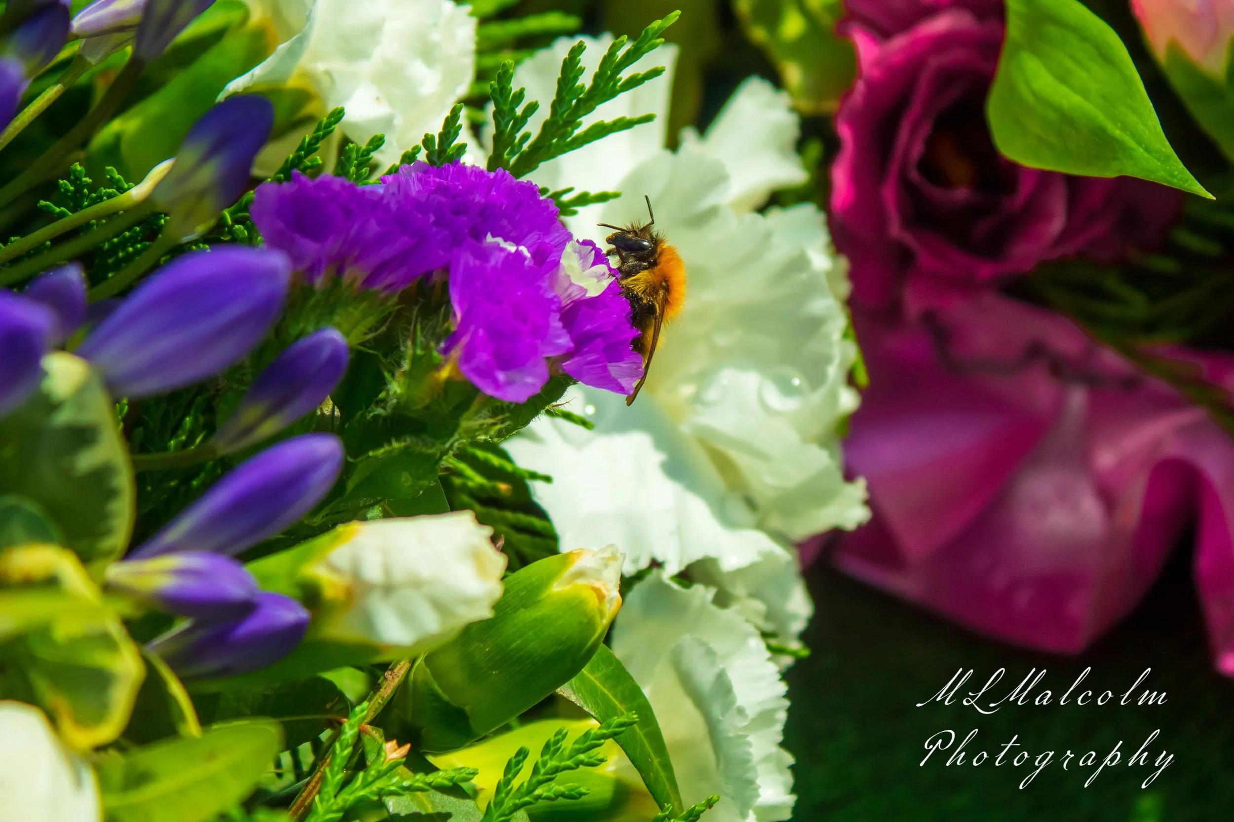 Bumblebee-1.jpg