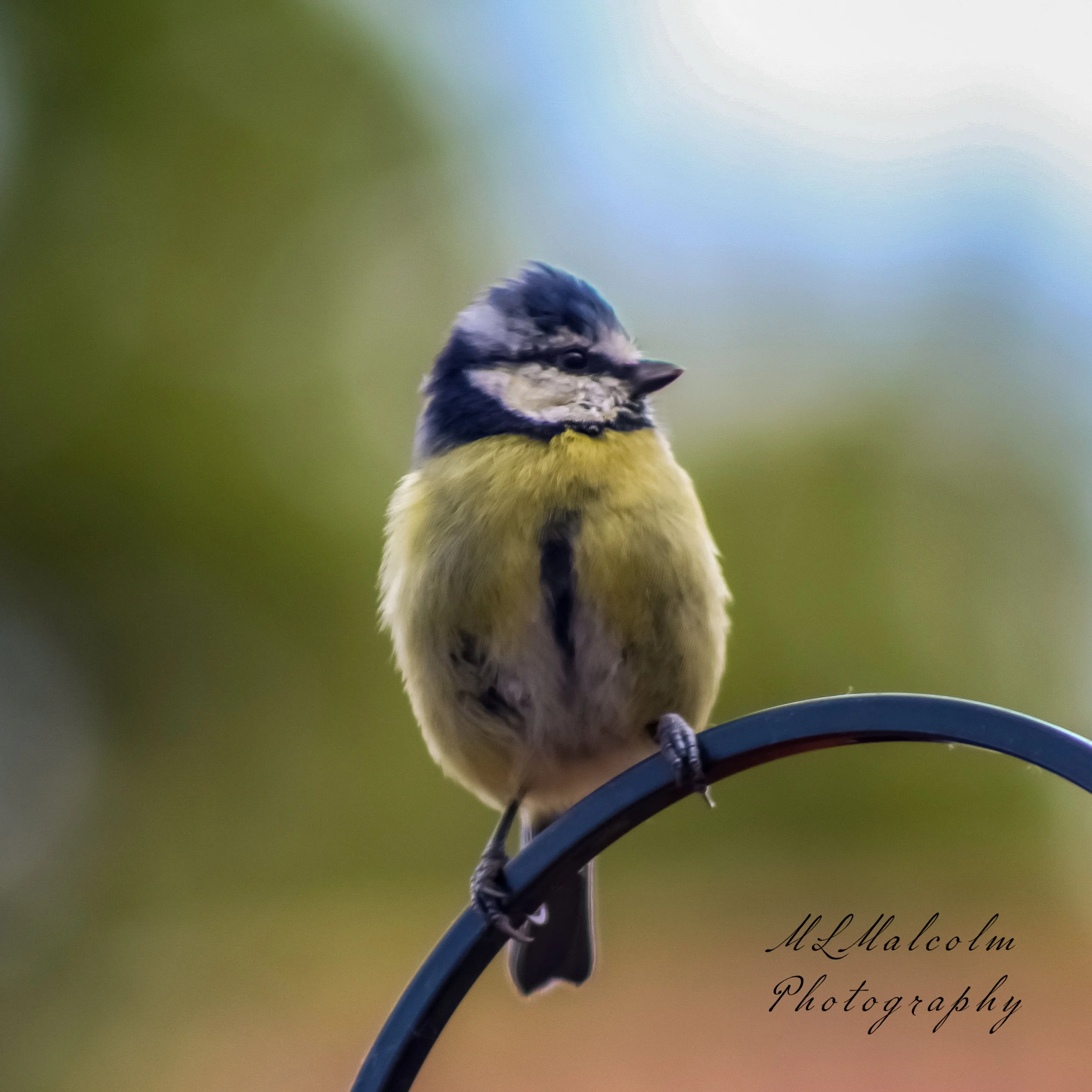 Blue-Tit-2-1.jpg