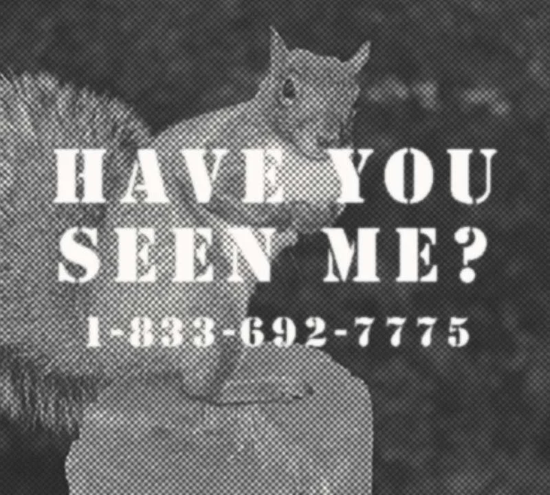 THE SQUIRREL CENSUS