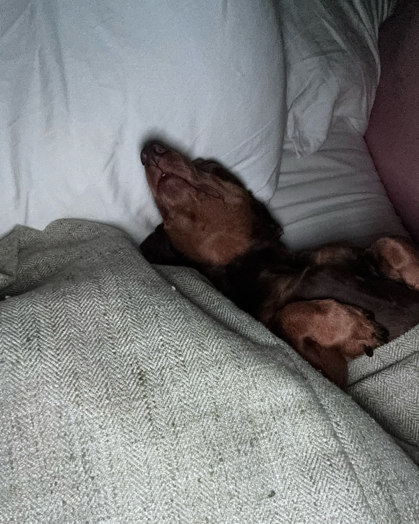 It&rsquo;s a hard life. #dachshund #doglife #dogsthatthinktheyrehuman
