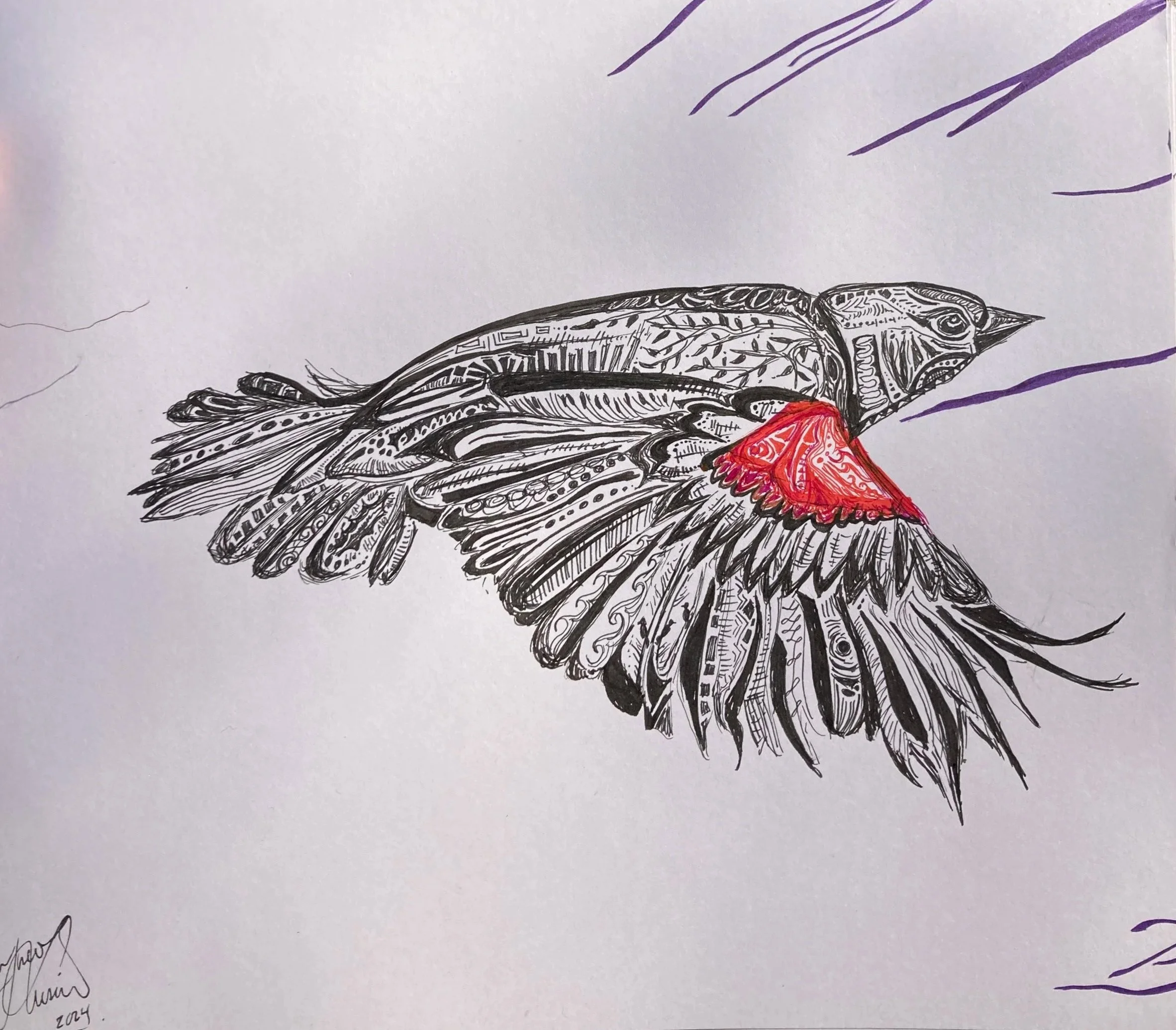 Redwinged blackbird. Ink on paper. 2024. 10 x 8 inches. 