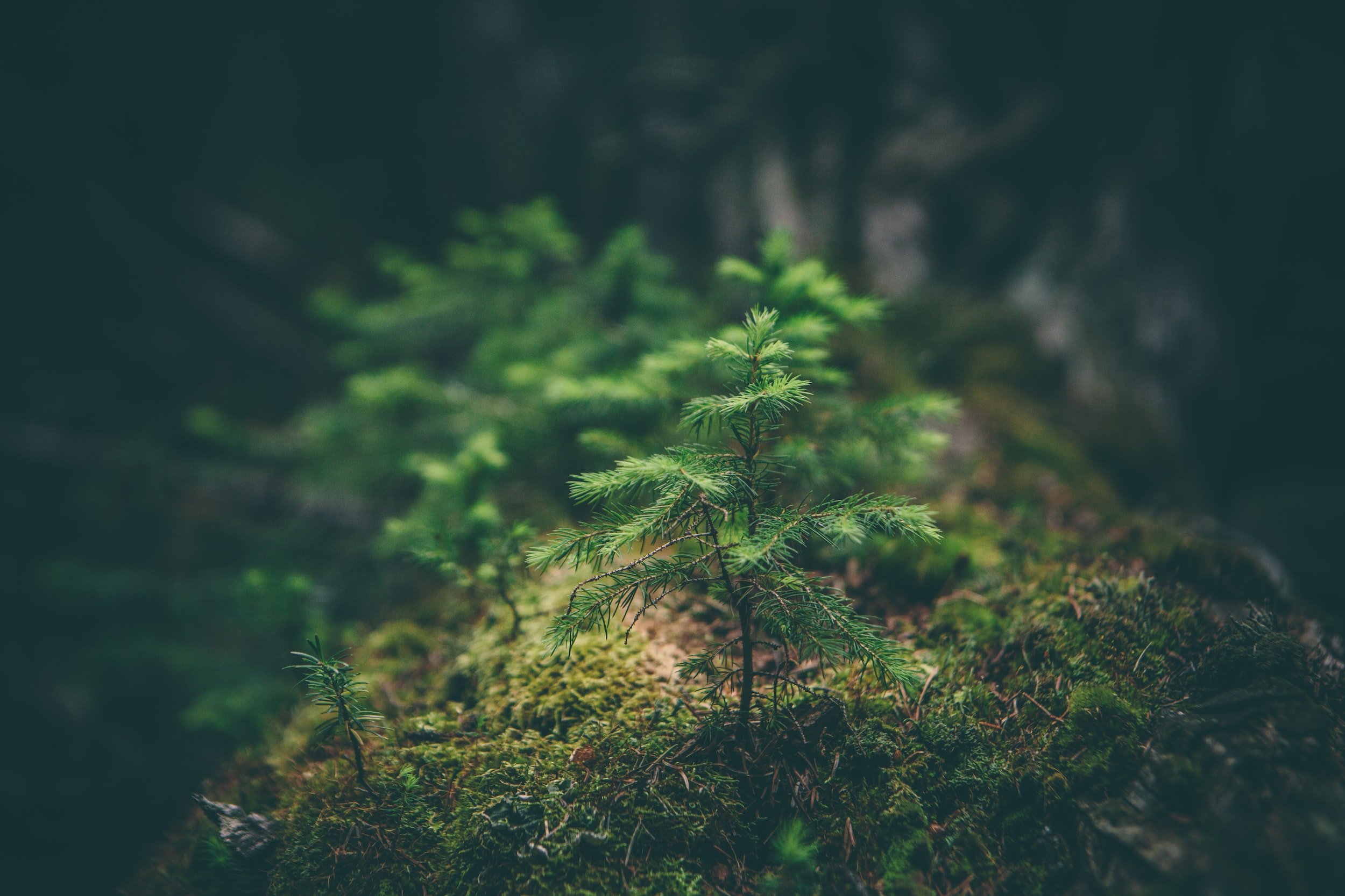 The benefits of incorporating nature into your mindfulness practice