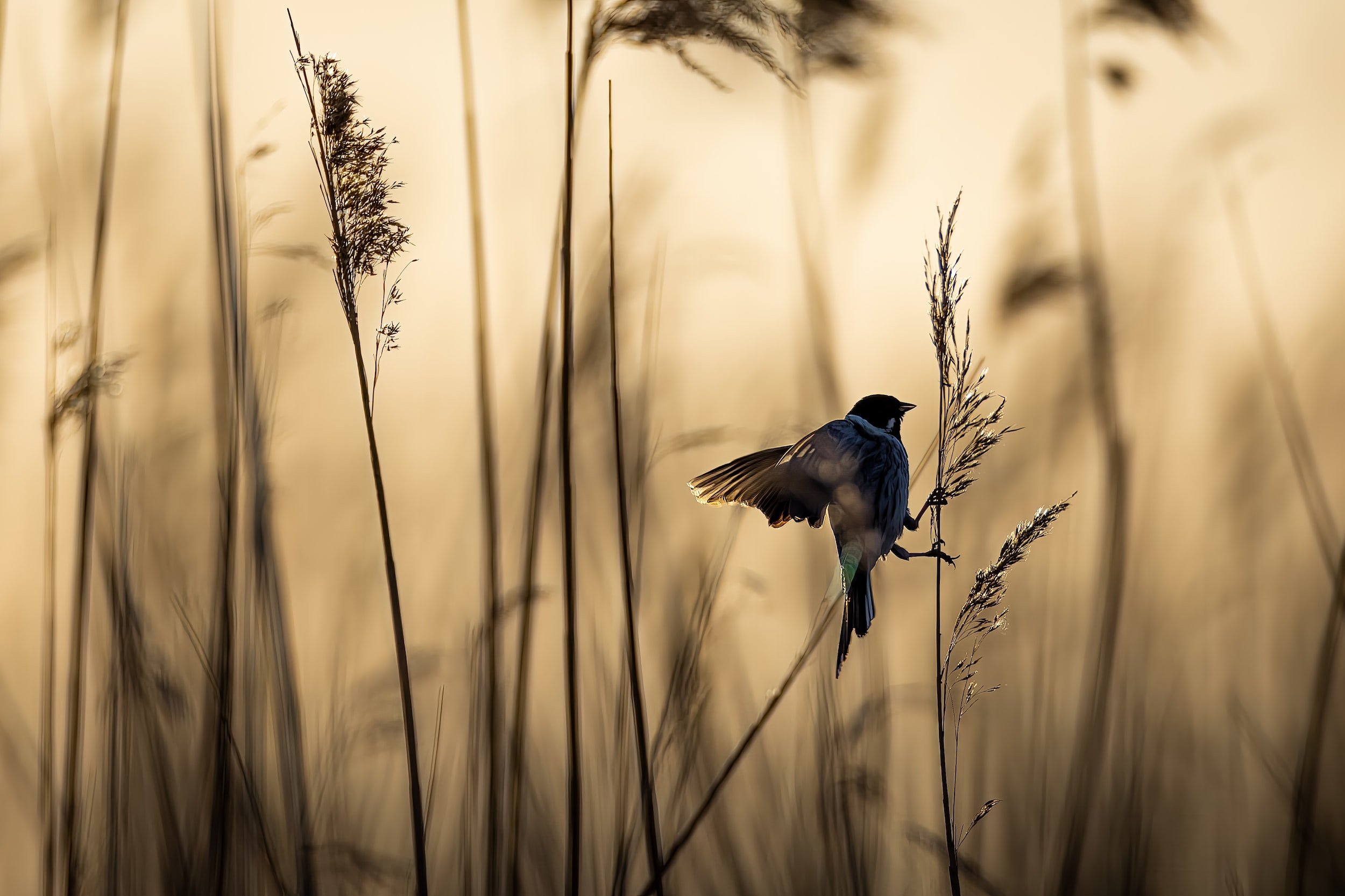 The UNOFFICIAL principles of intuition