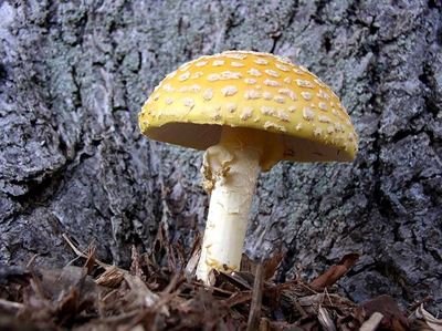 Mushrooms and Other Fungi In Mulched Beds