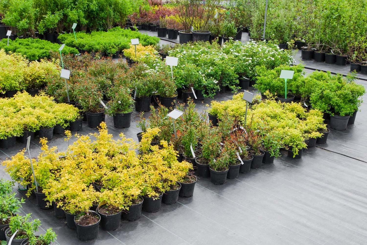 1 Gallon Pot  Dalman's Evergreens