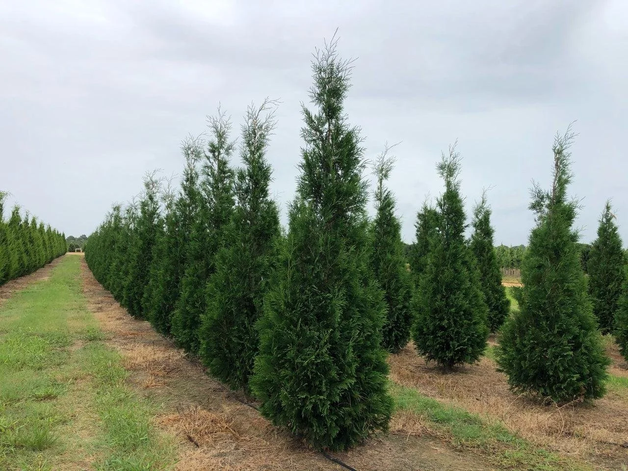 Emerald Green Arborvitae