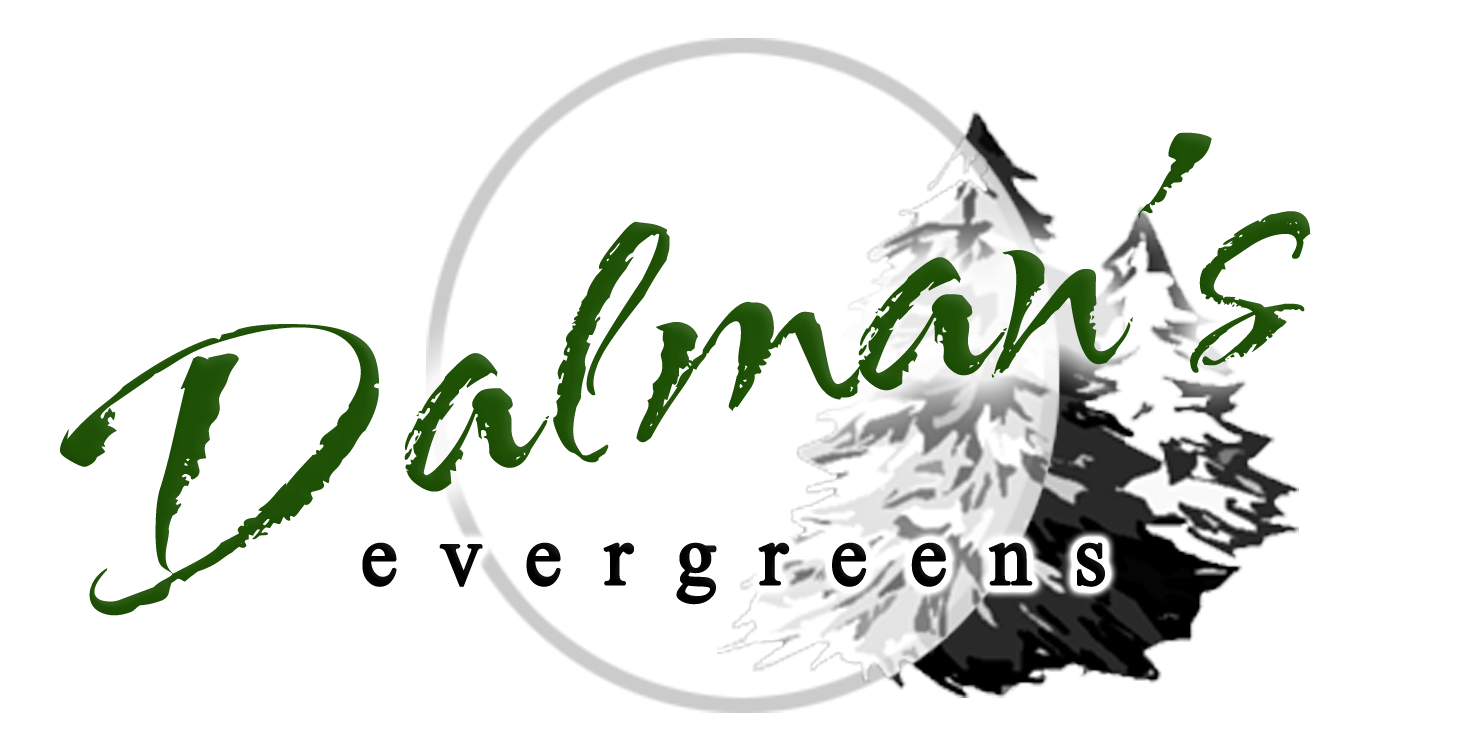Dalman&#39;s Evergreens