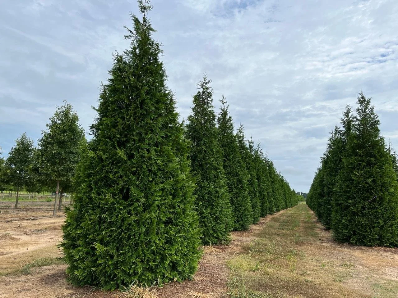Green Giant Arborvitae